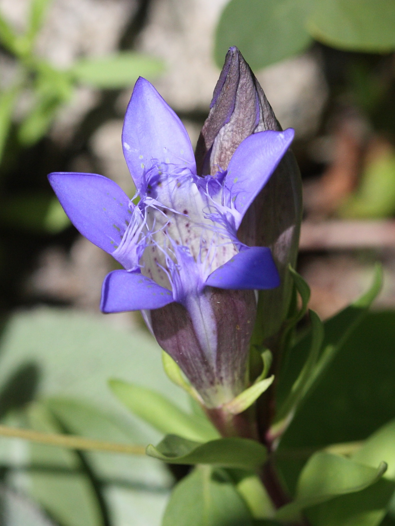 gentiana_freyniana2sd