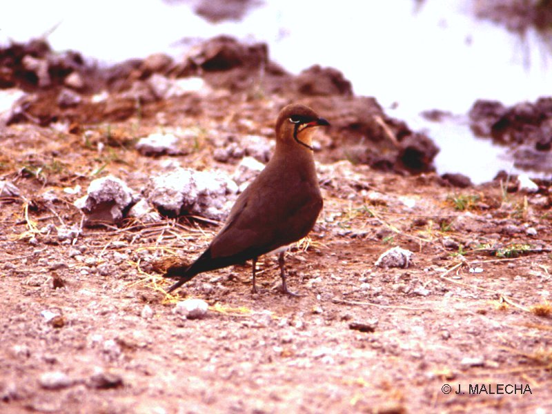 glareole_a_collier_-_glareola_pratincola3jm