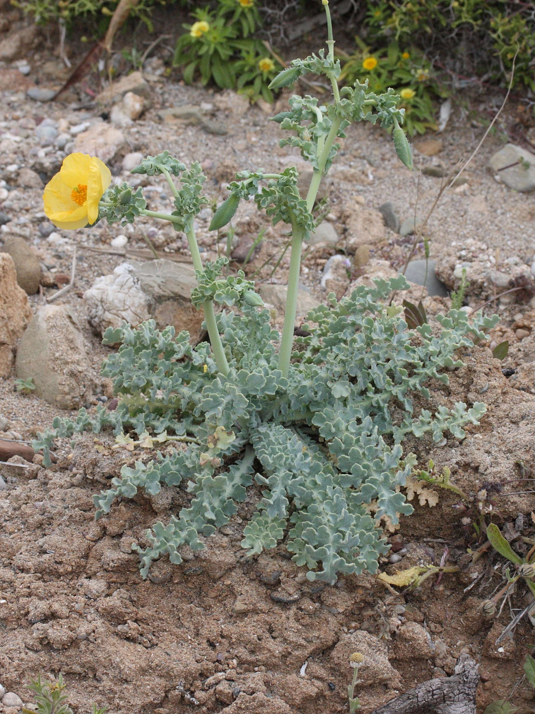 glaucium_flavum1bmd