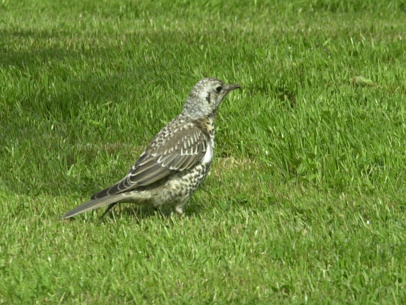 grive_draine_-_turdus_viscivorus1md