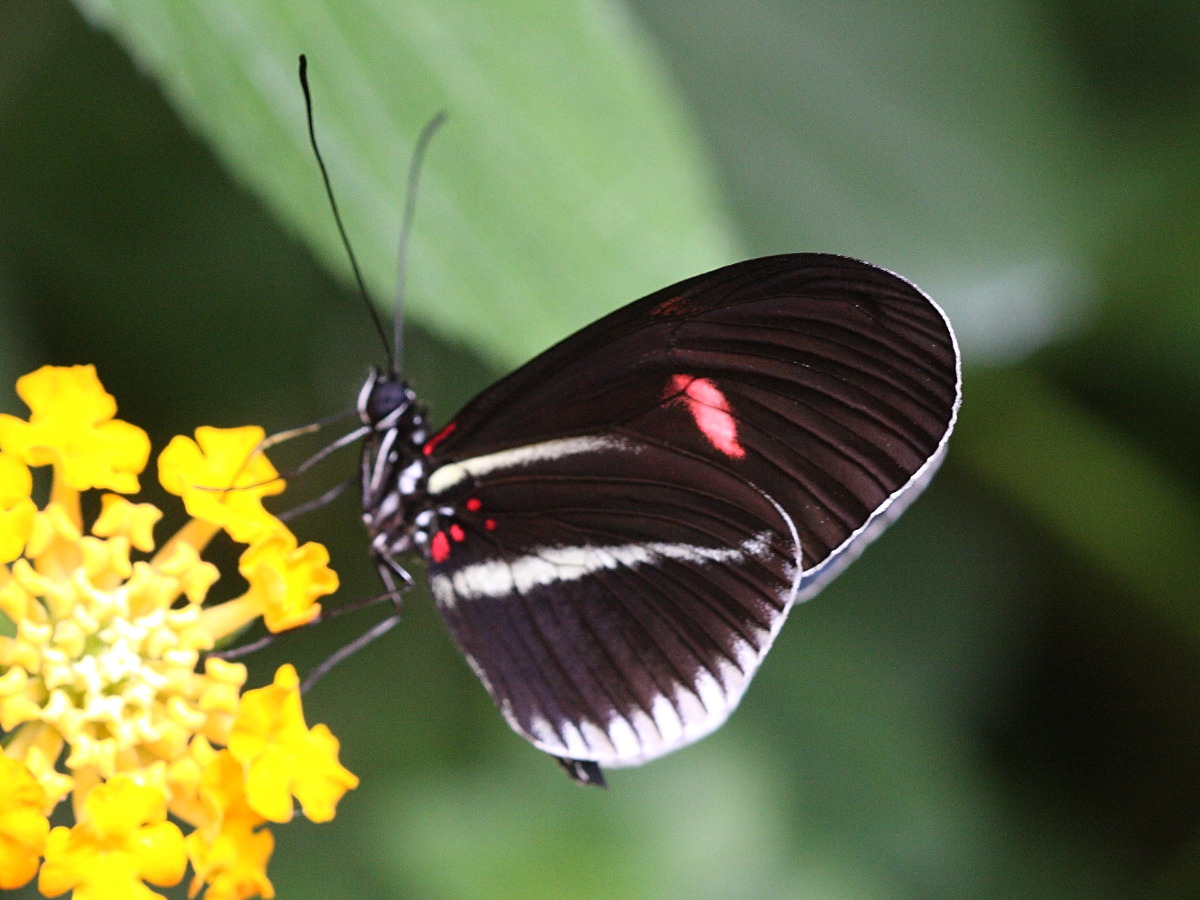 Afficher le média heliconius_melpomene_cytherea2bd heliconius_melpomene_cytherea2bd