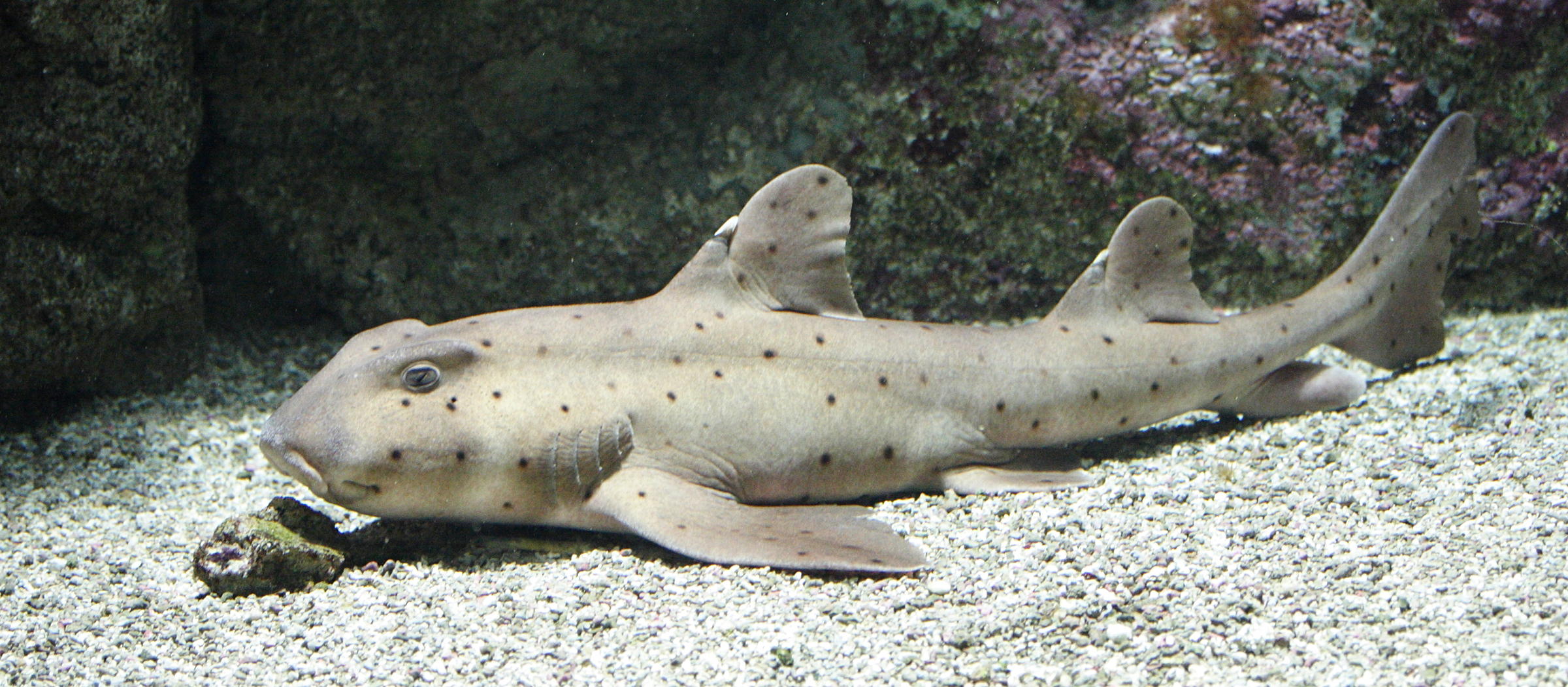 heterodontus_francisci1md