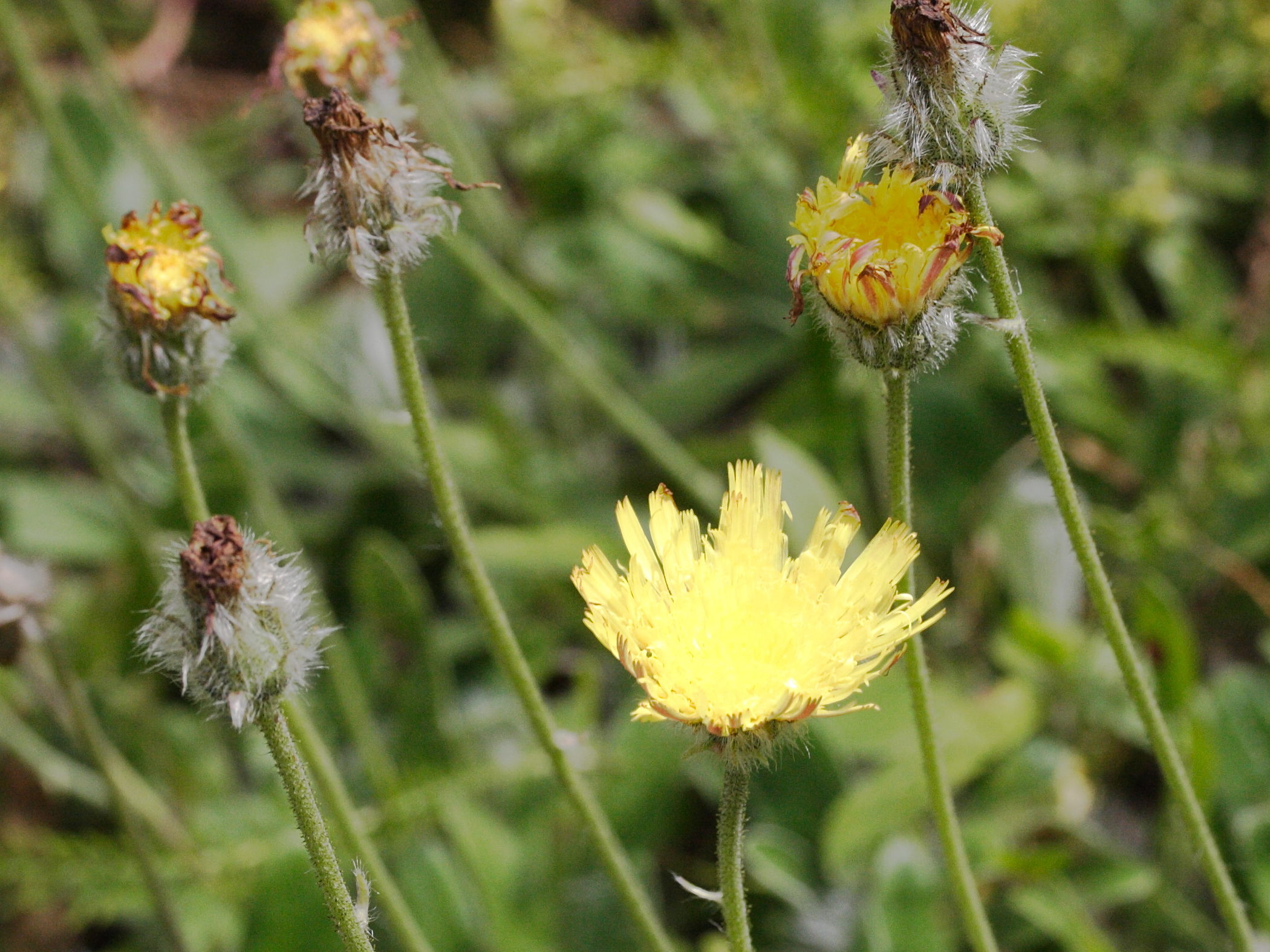 hieracium_peletierianum2md