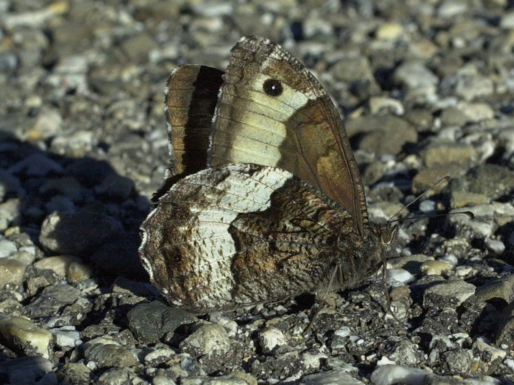 hipparchia_genava2md