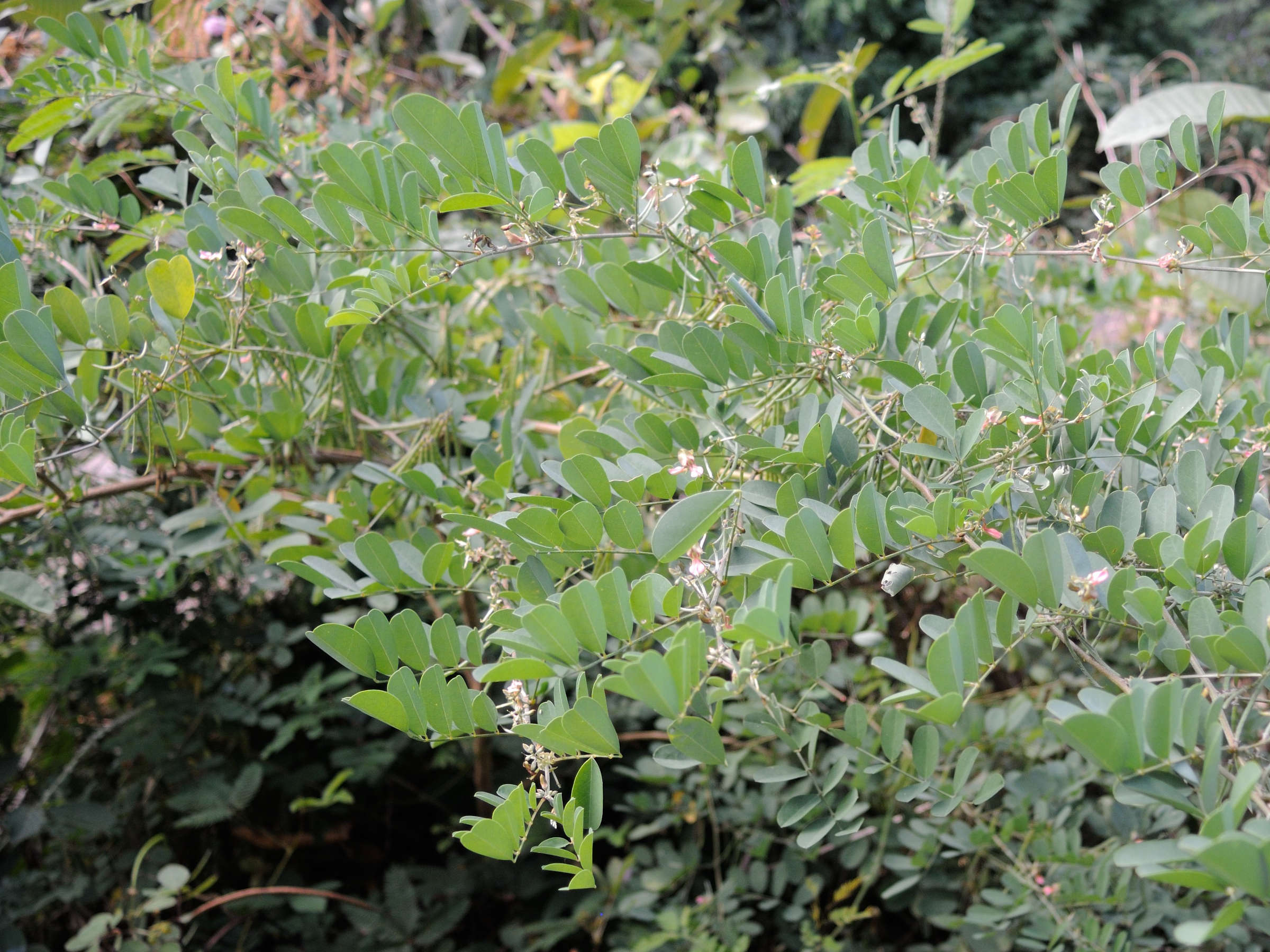 indigofera_tinctoria1md