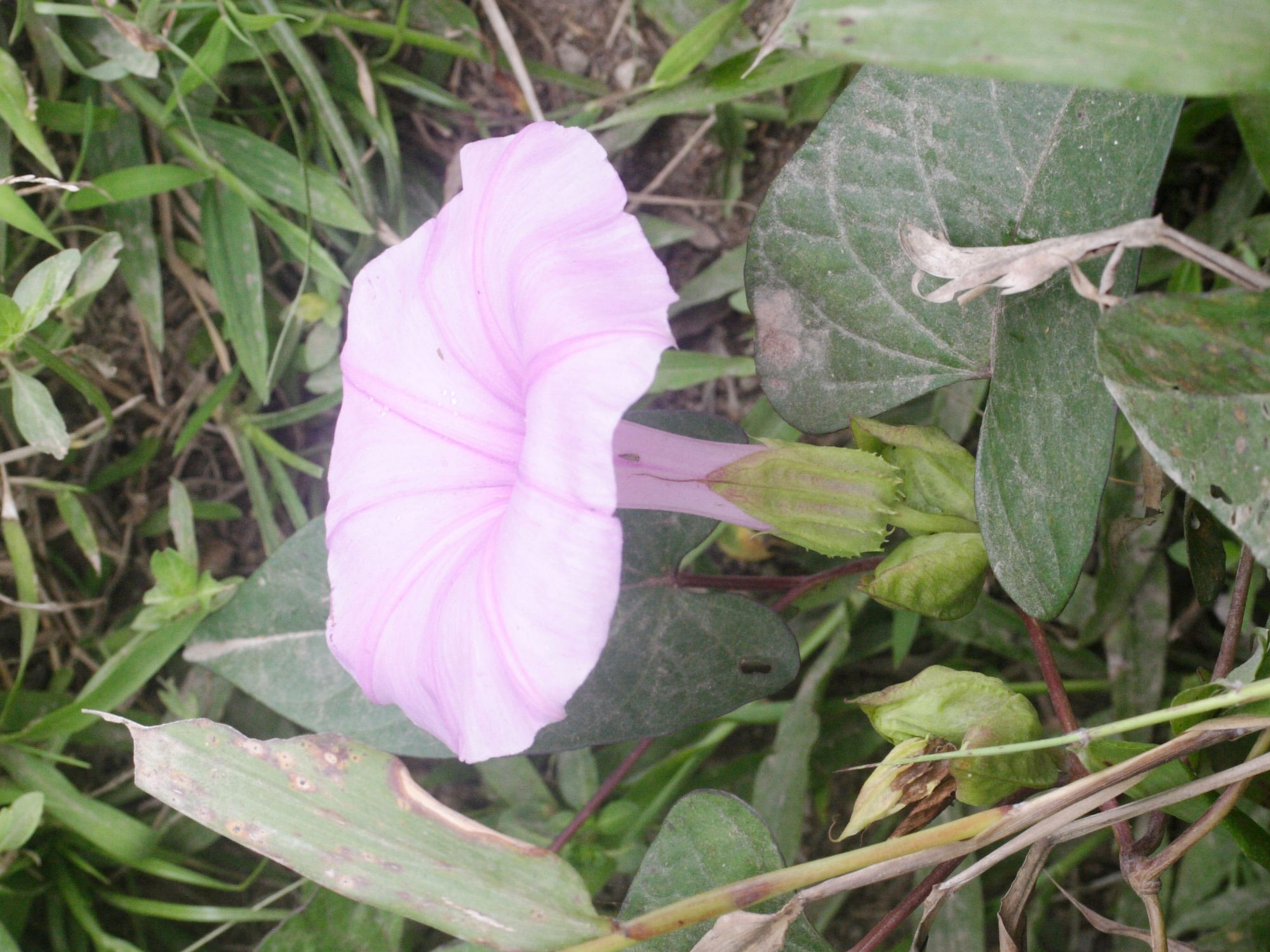 ipomoea_setifera2md