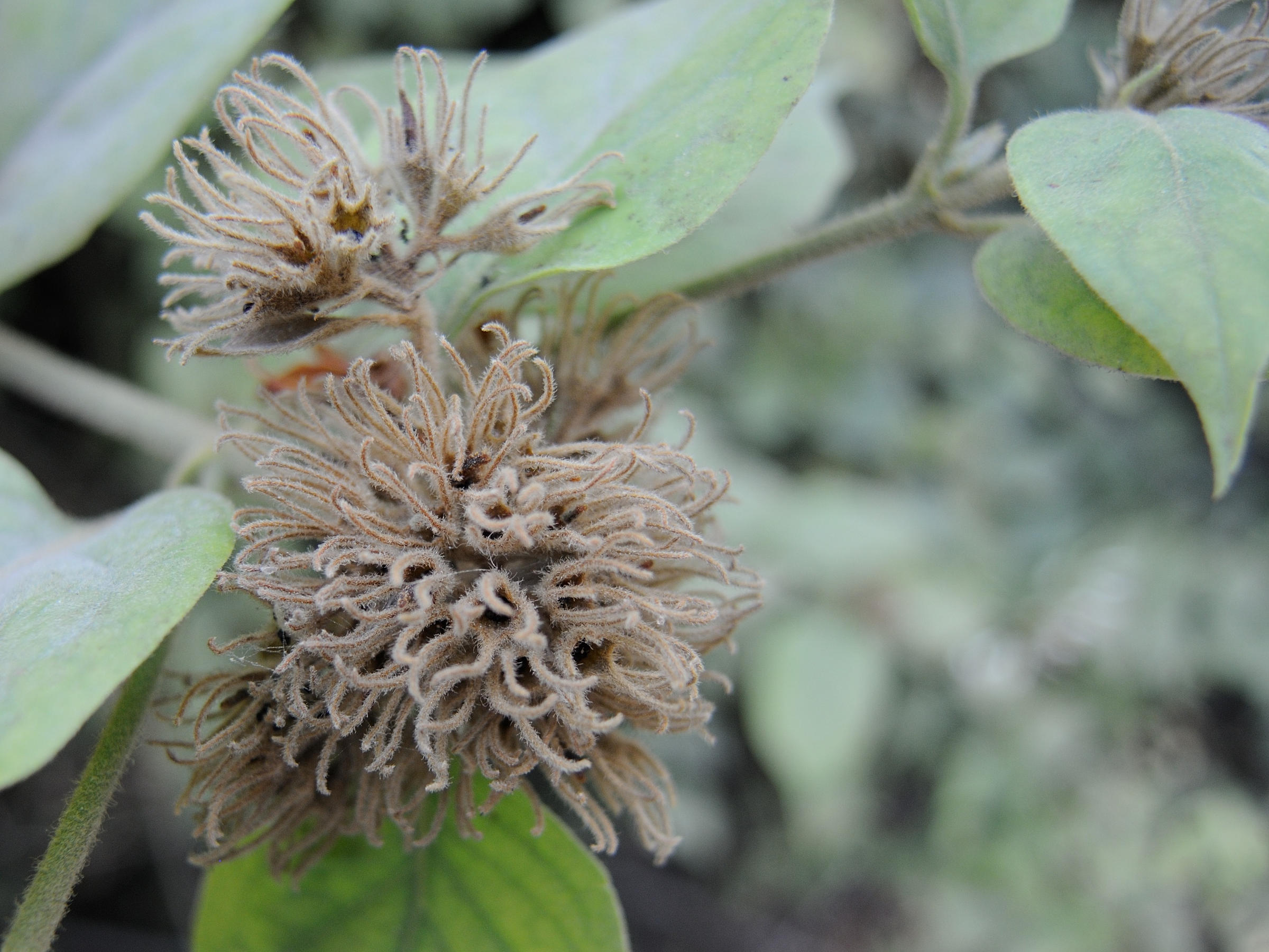 jasminum_laurifolium1md