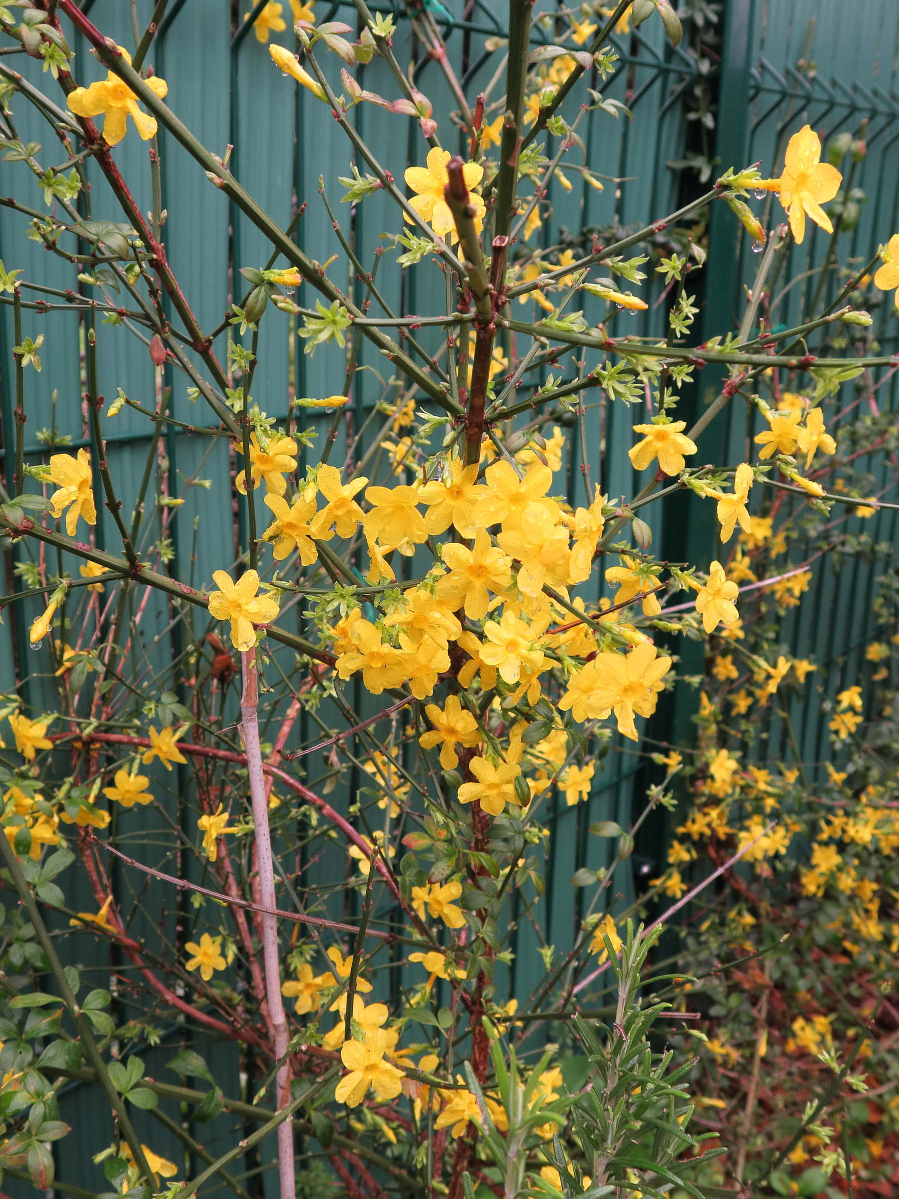 Jasminum_nudiflorum