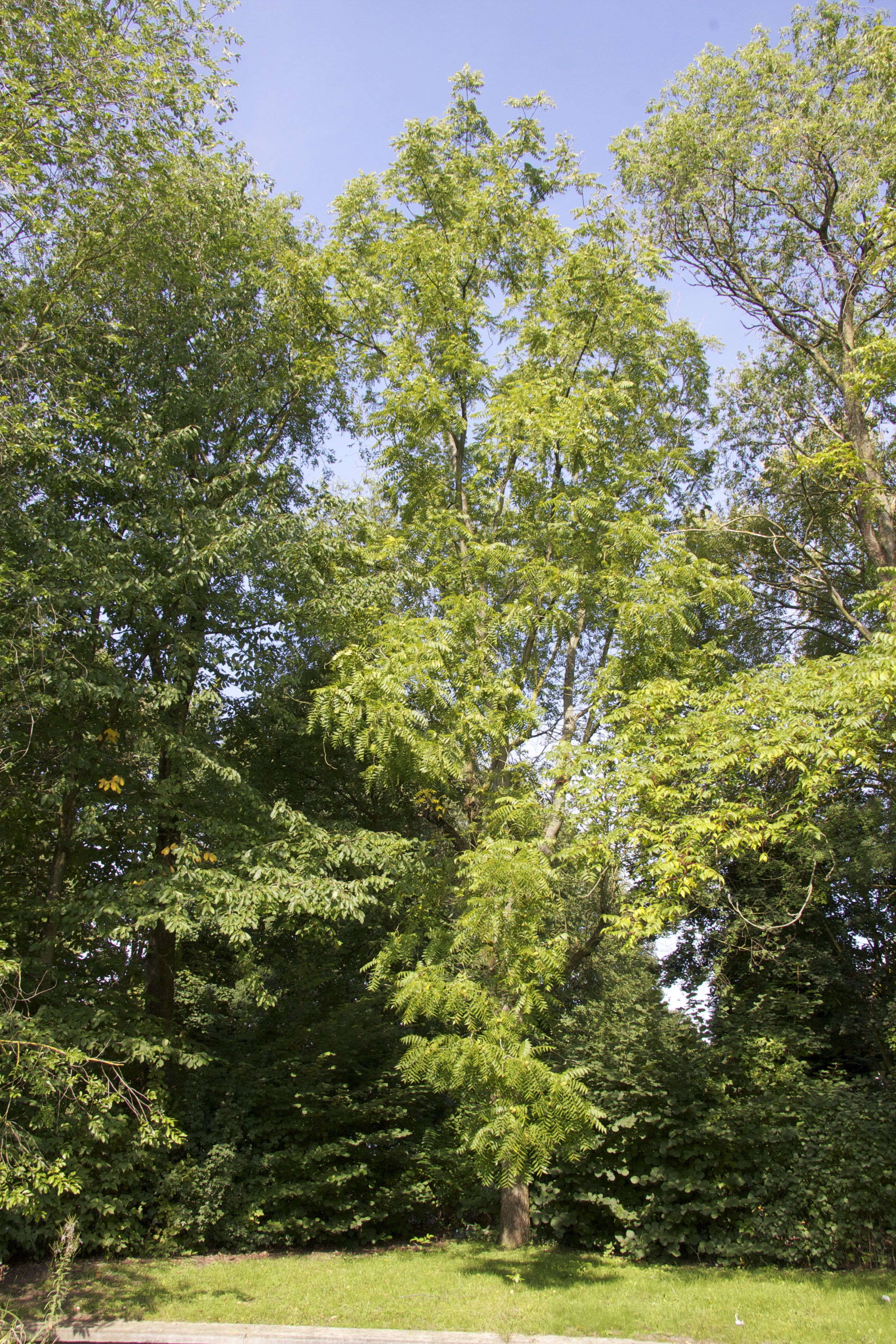 Afficher le média juglans_nigra6md juglans_nigra6md