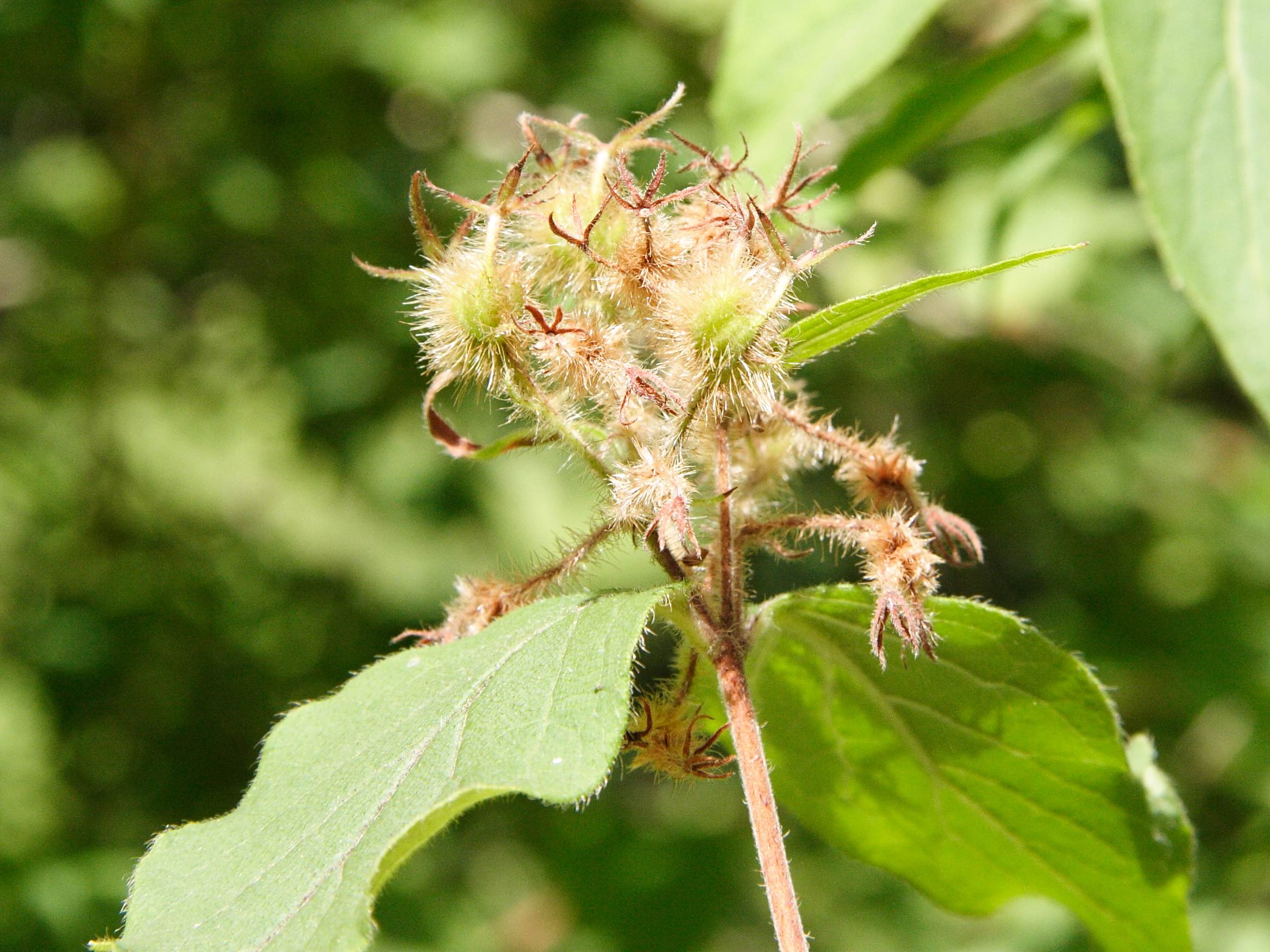 kolkwitzia_amabilis5md