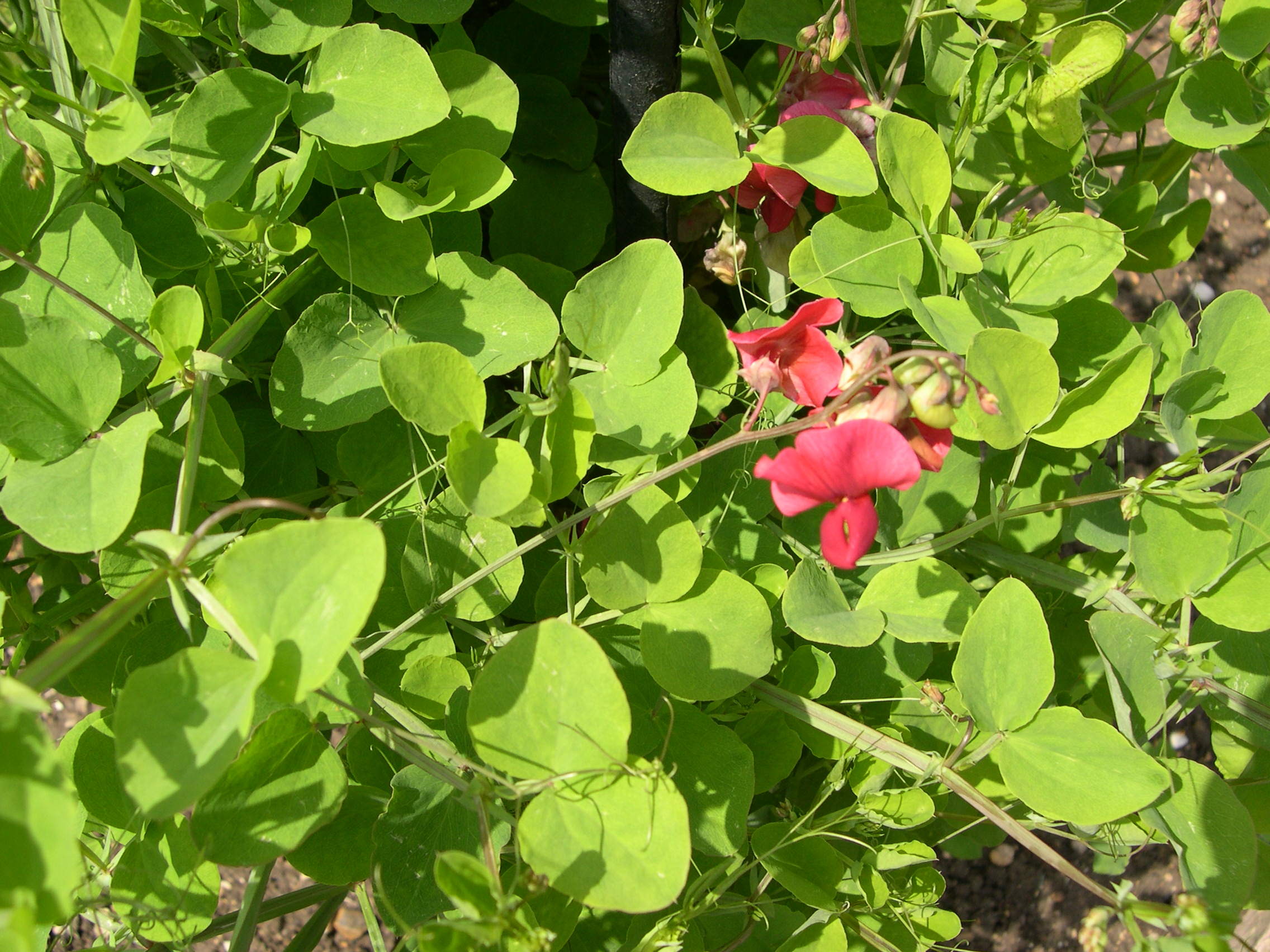 Afficher le média lathyrus_rotundifolius1md lathyrus_rotundifolius1md