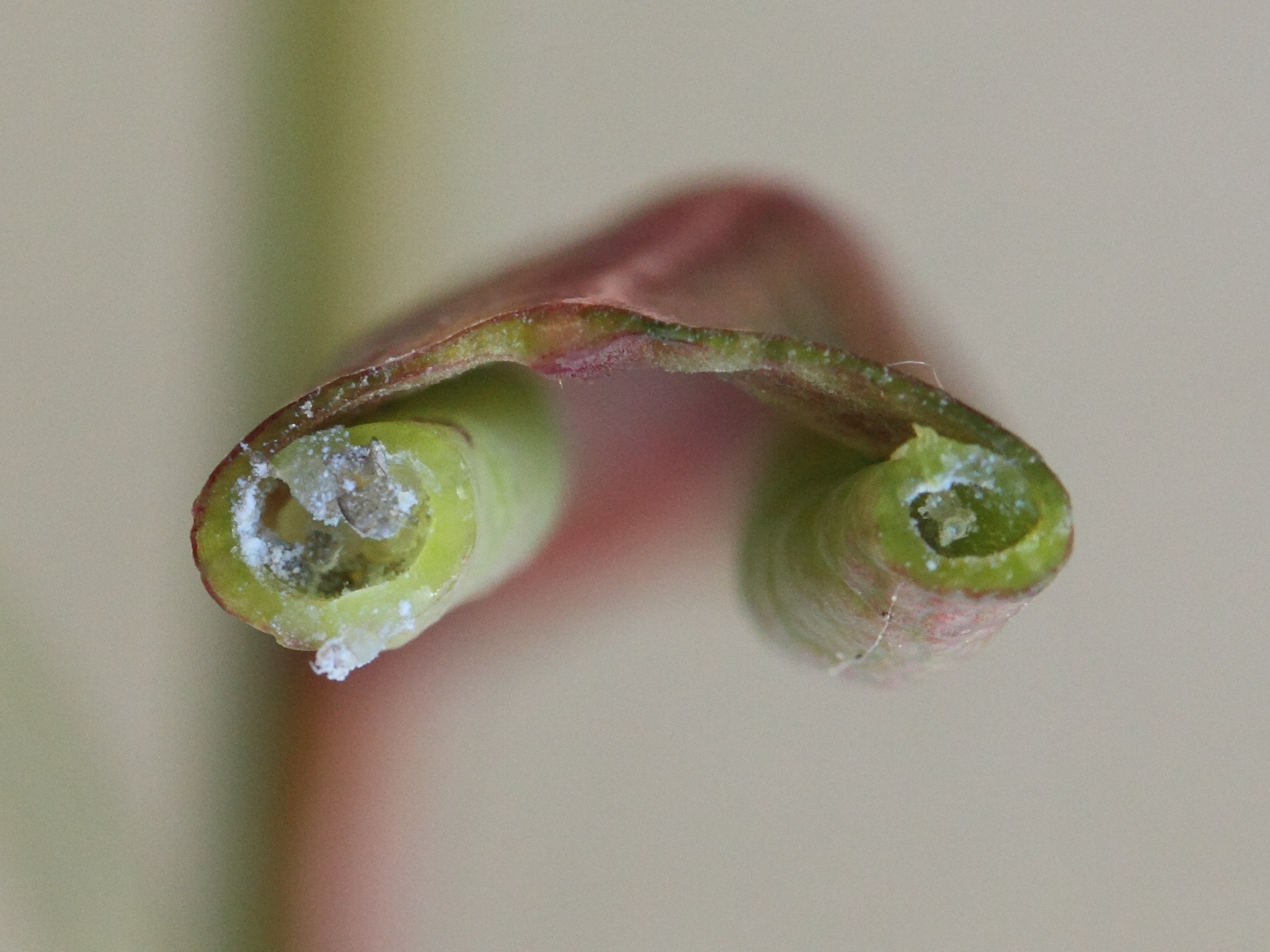 lauritrioza_alacris_galle4md