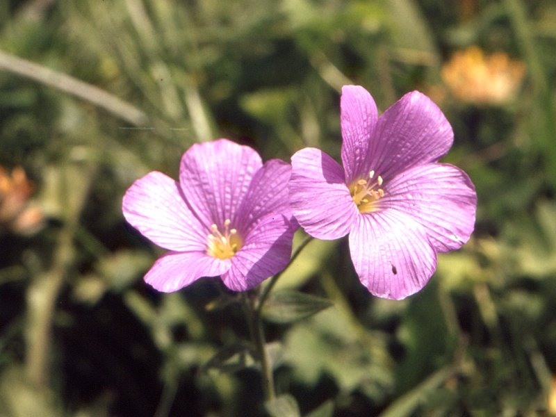 Afficher le média linum_hypericifolium1mcf linum_hypericifolium1mcf