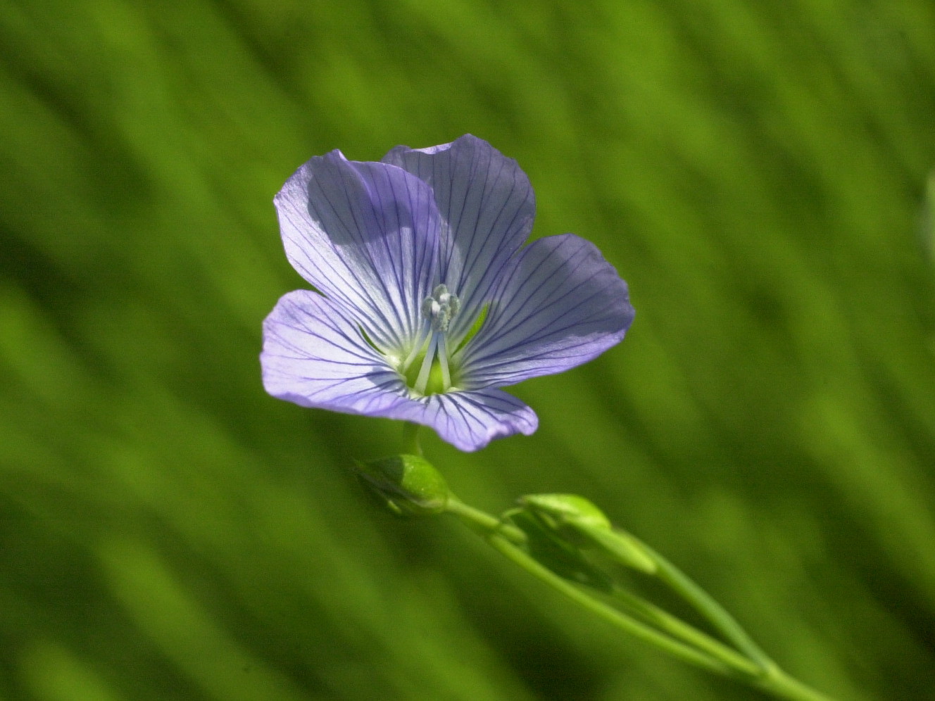 linum_usitatissimum3md