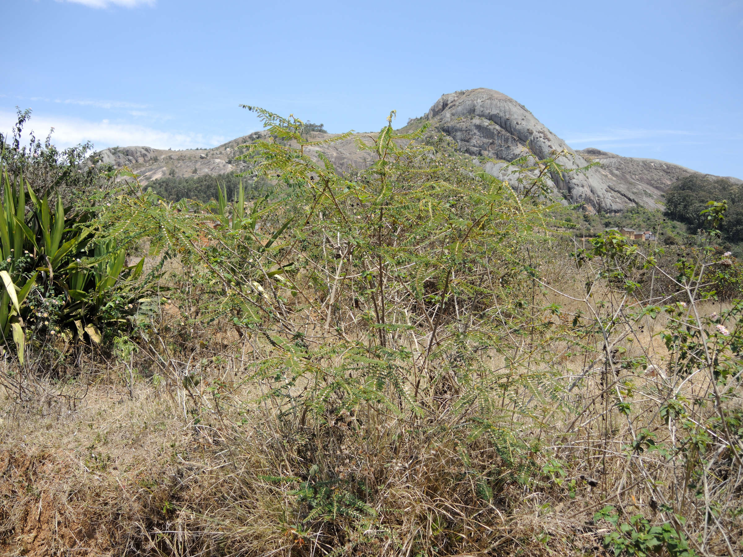 mimosa_latispinosa3md