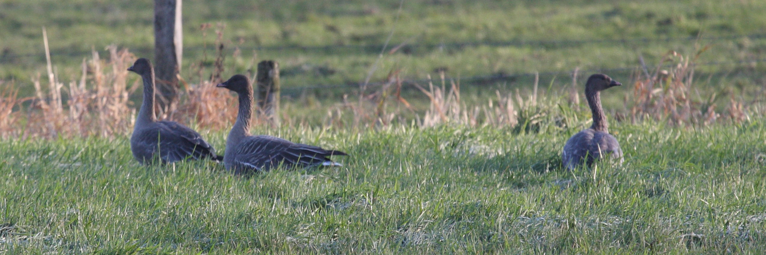 oie_a_bec_court_-_anser_brachyrhynchus3bd