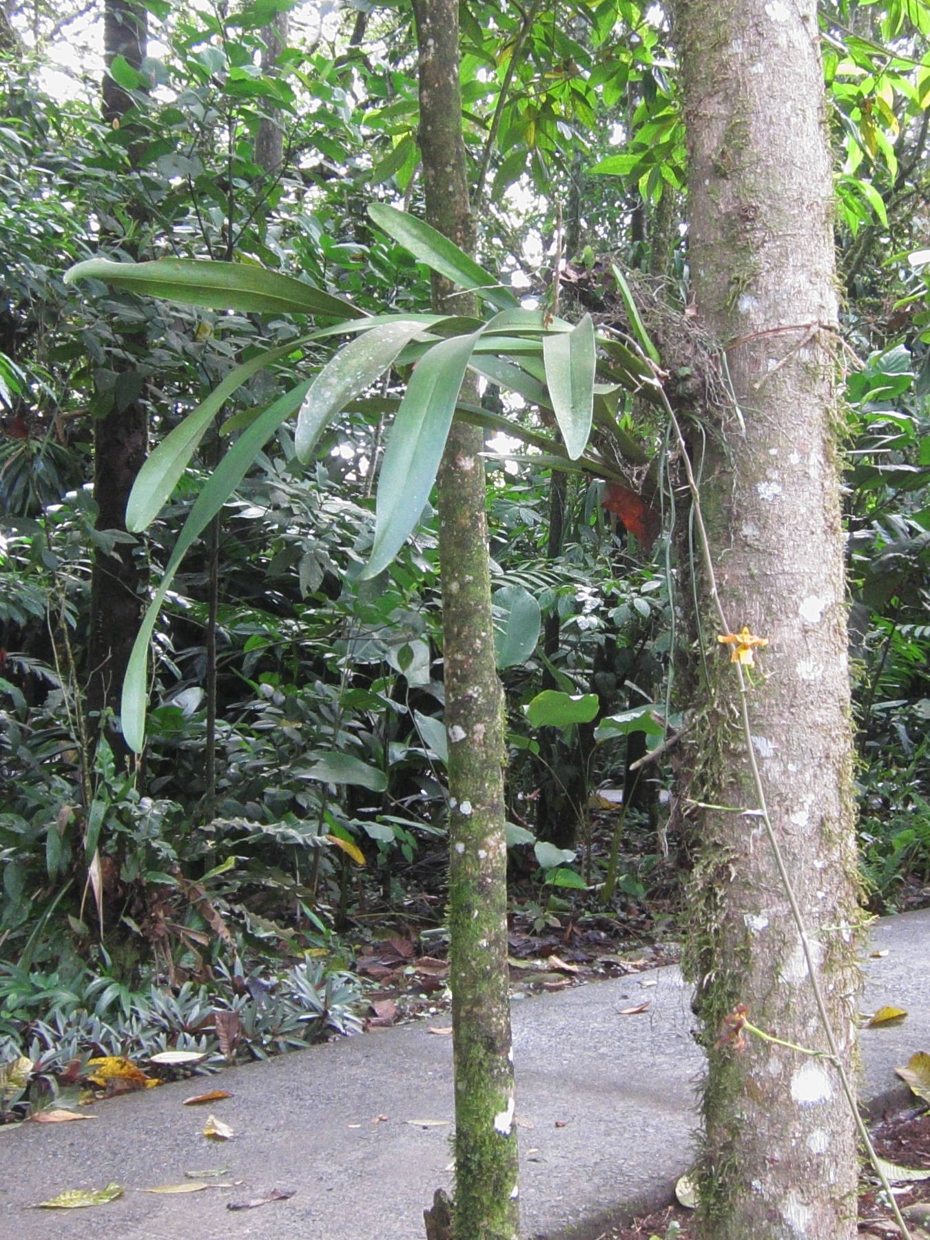 oncidium_stenotis3bd