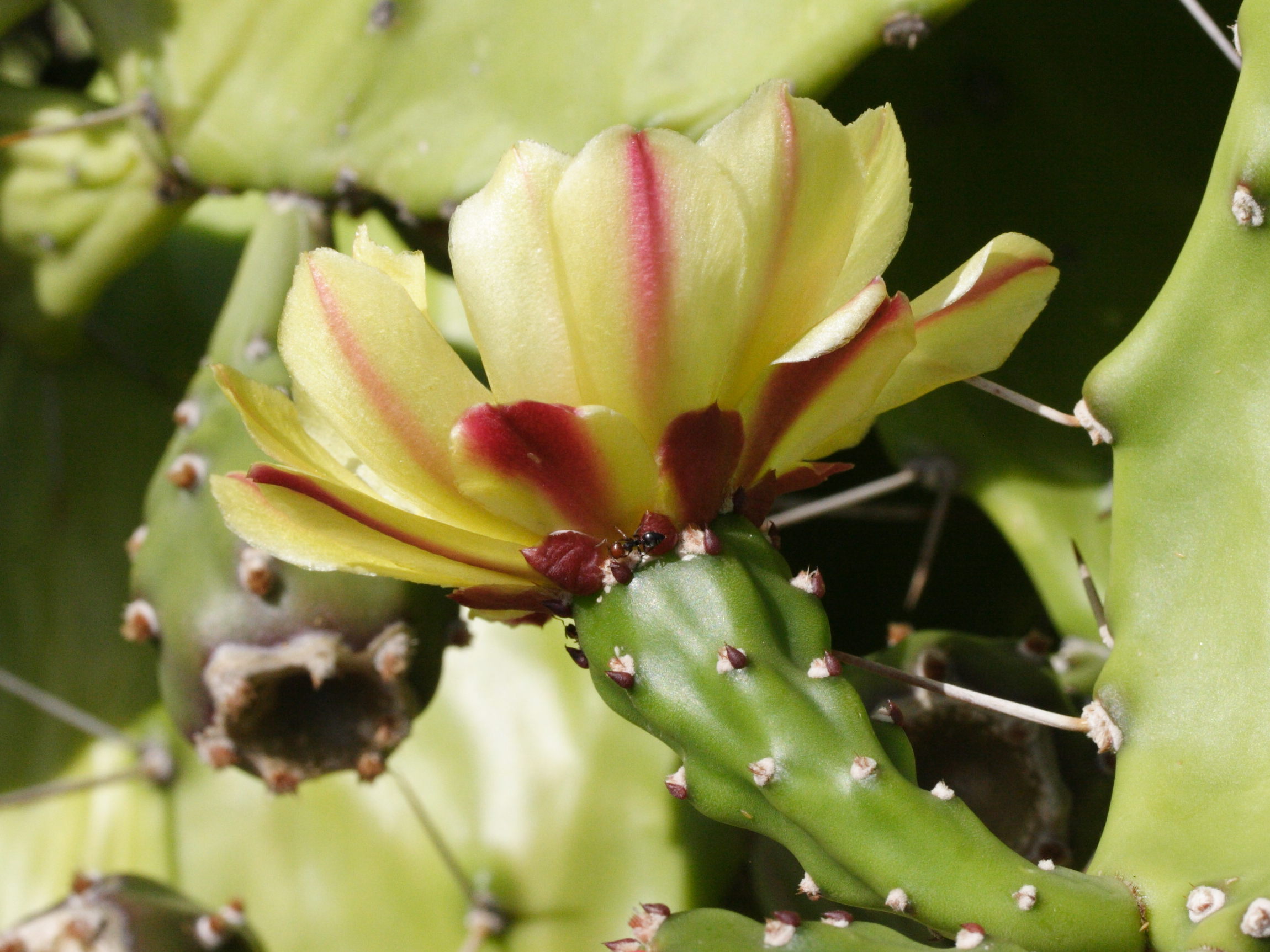opuntia_monacantha4md