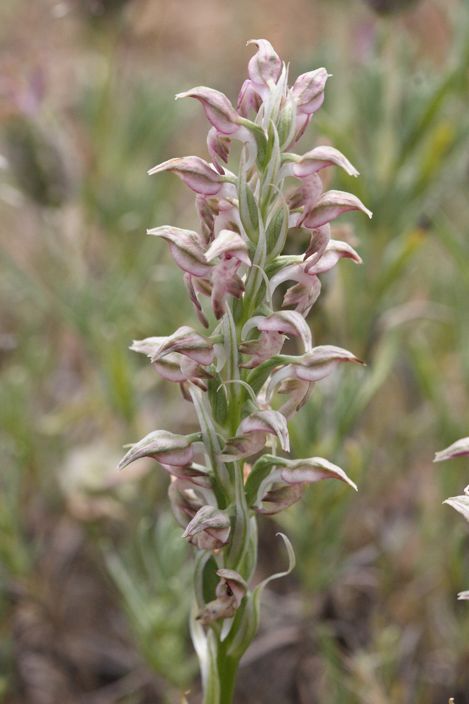 orchis_coriophora_fragrans2md