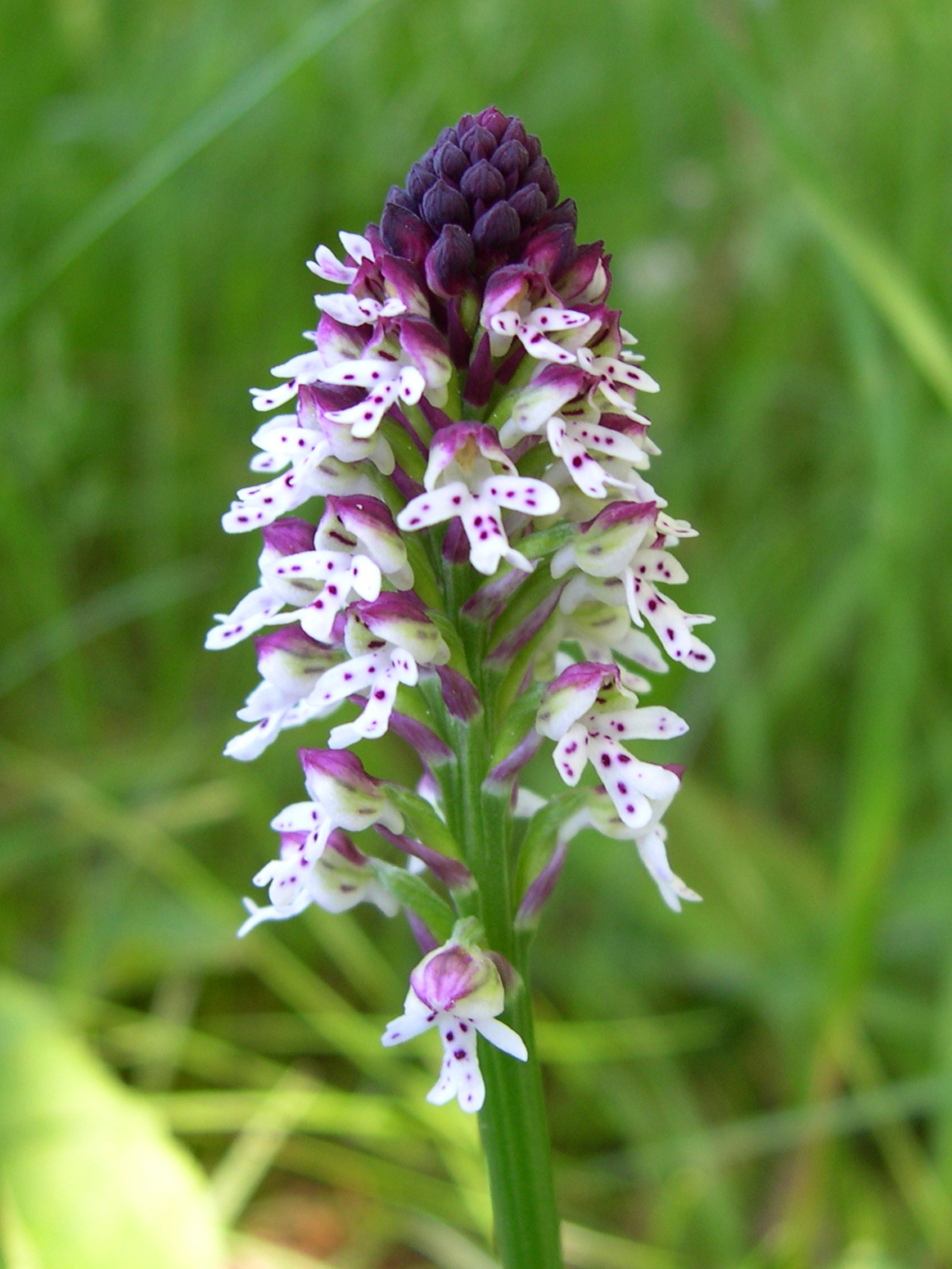Afficher le média orchis_ustulata2md orchis_ustulata2md