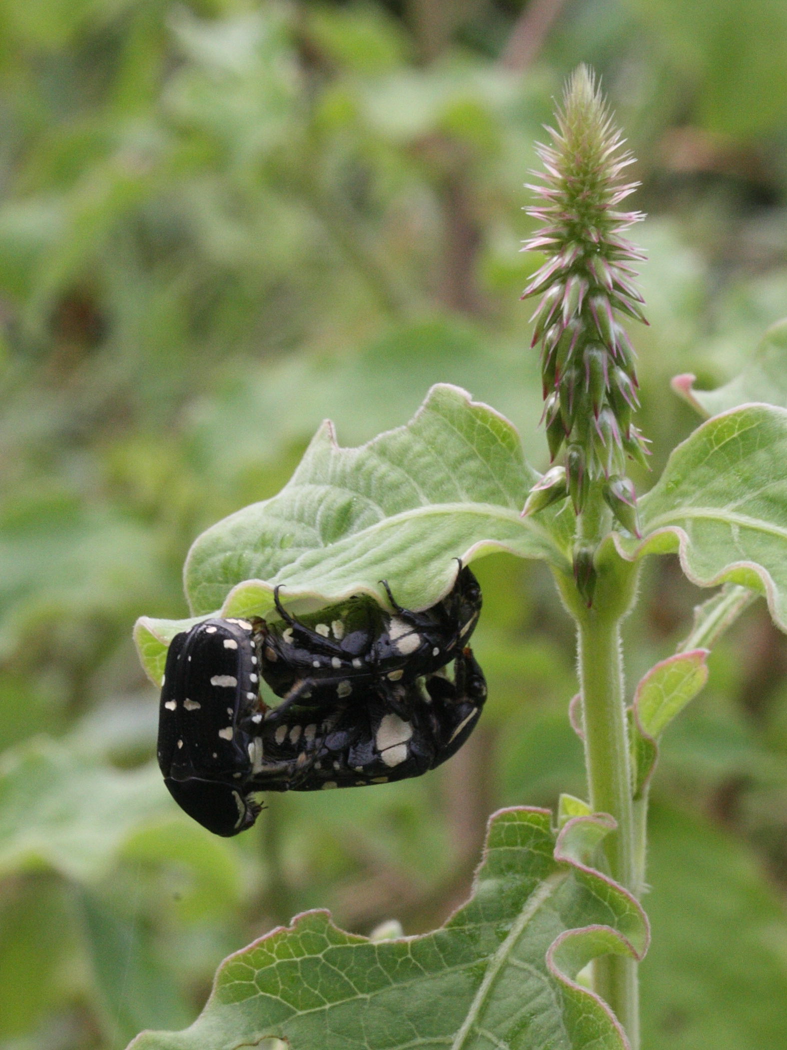 oxycetonia_versicolor1md