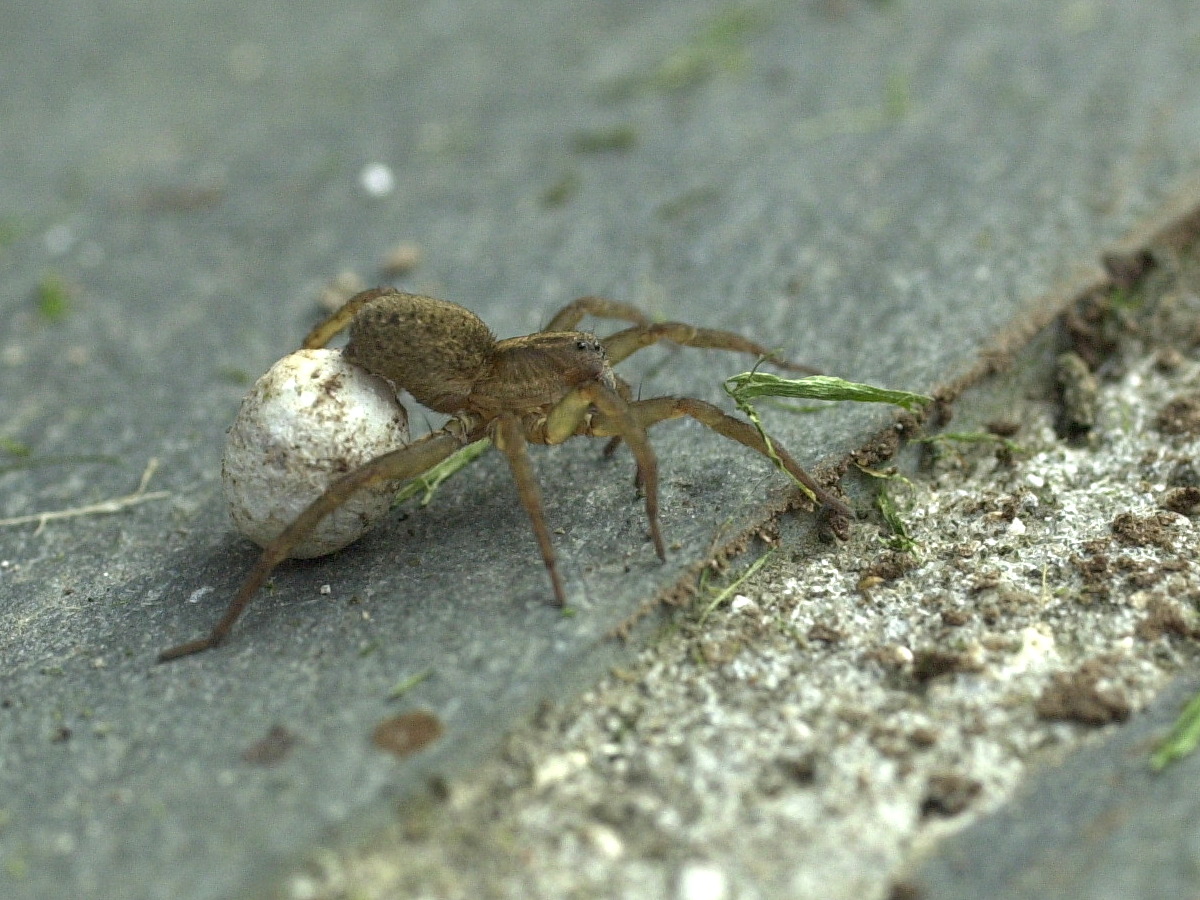 pardosa_nigriceps2md