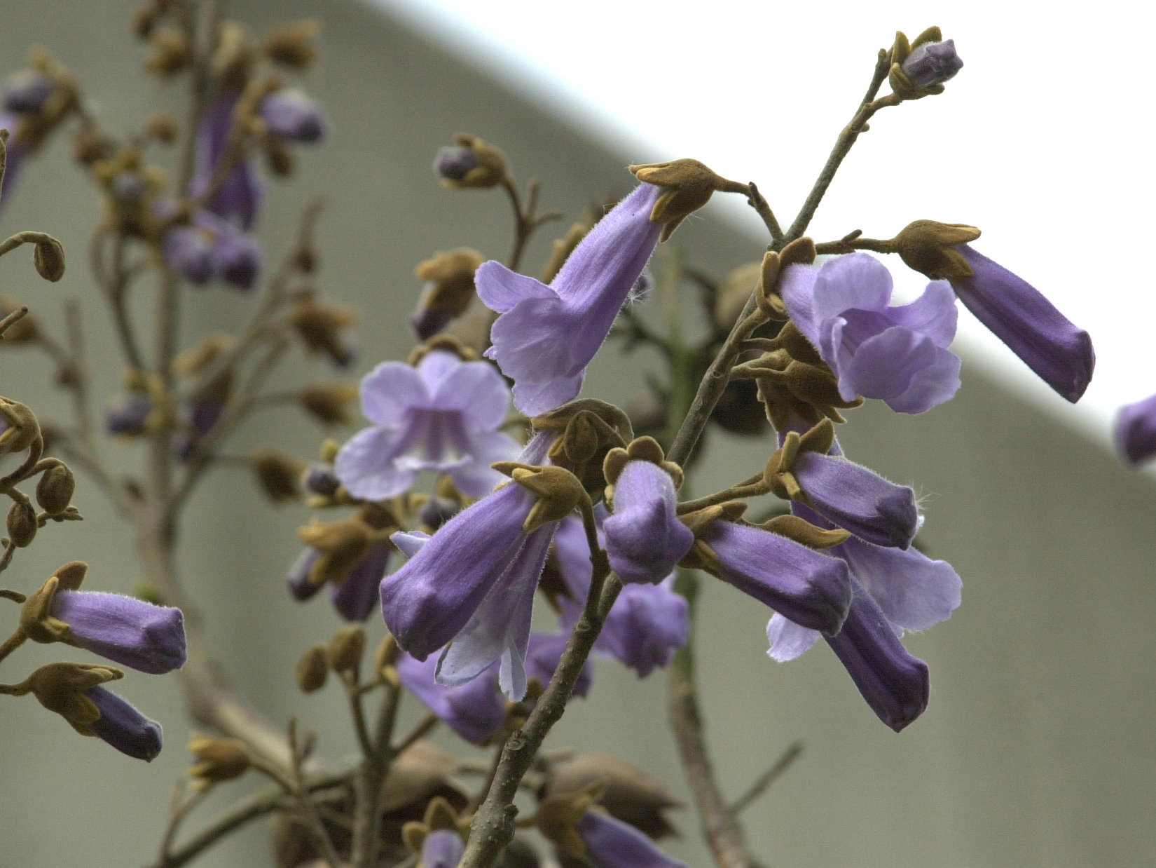 paulownia_tomentosa6md
