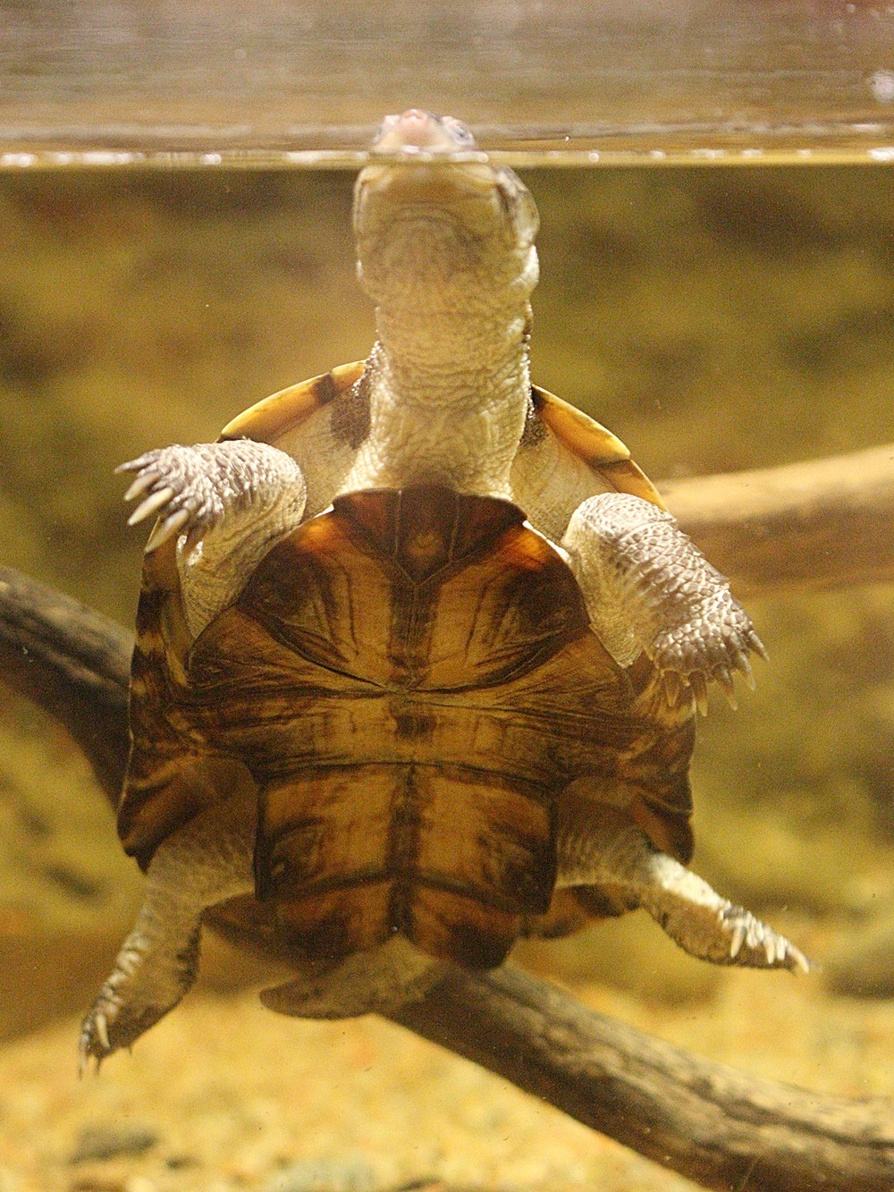 pelomedusa_subrufa3bd