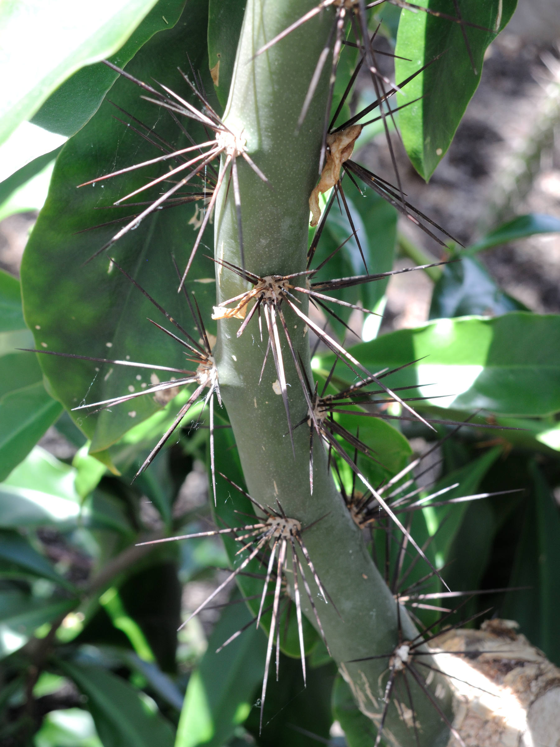 pereskia_grandifolia2md