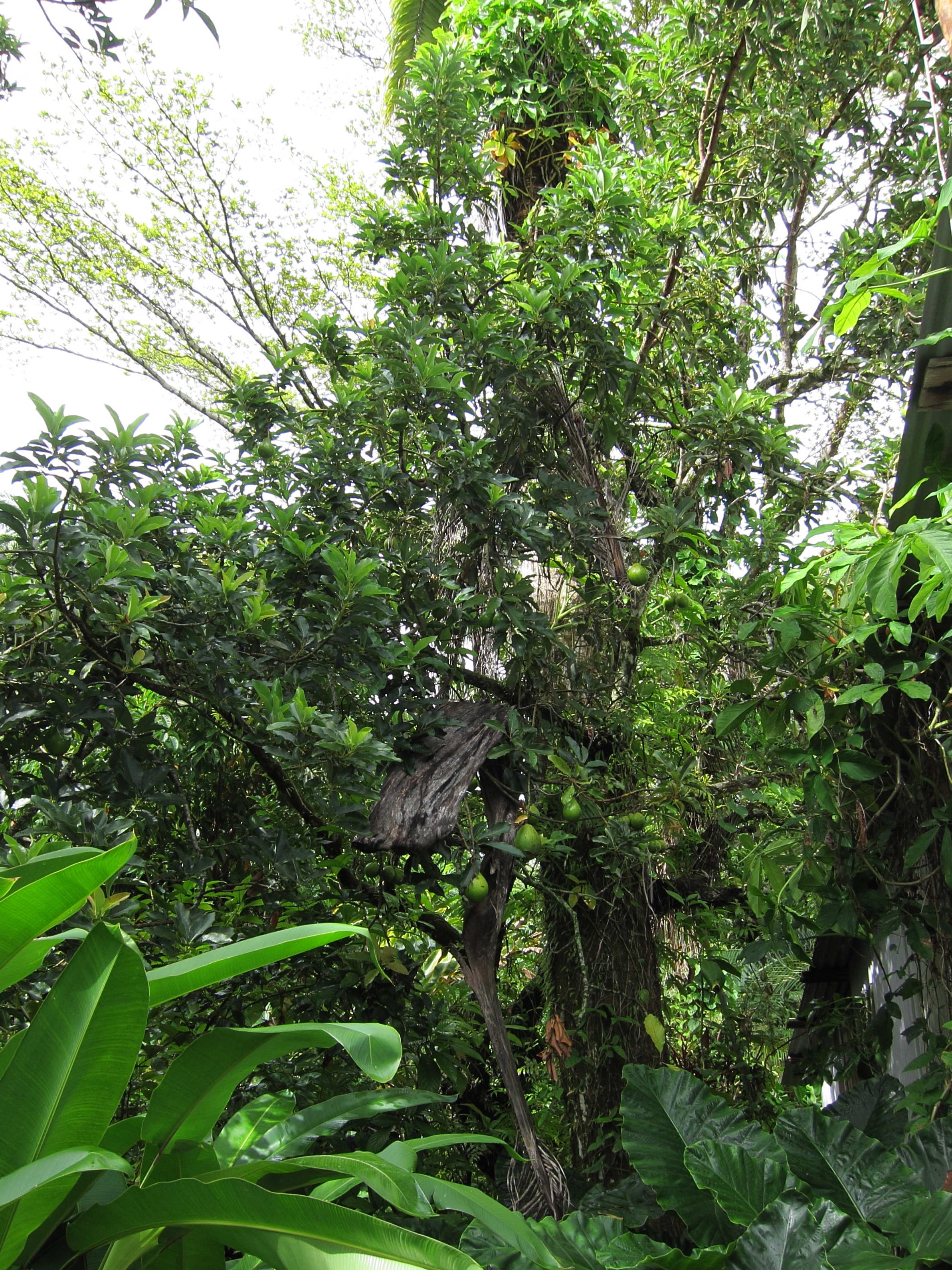 persea_americana3abd