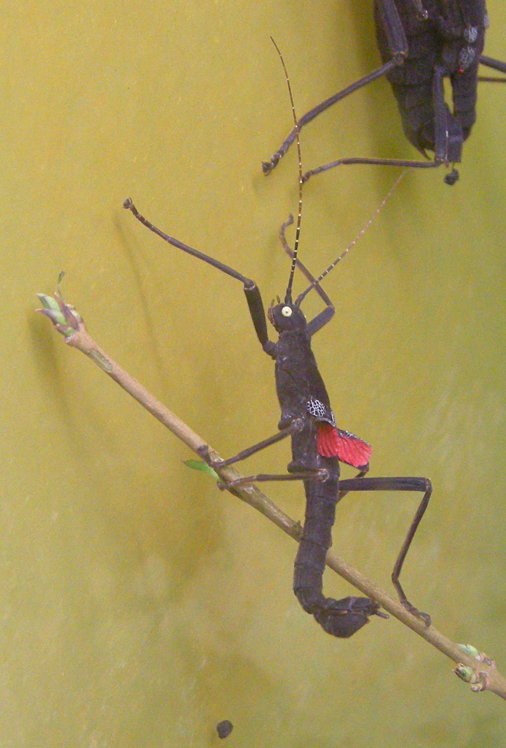 peruphasma_schultei1bd