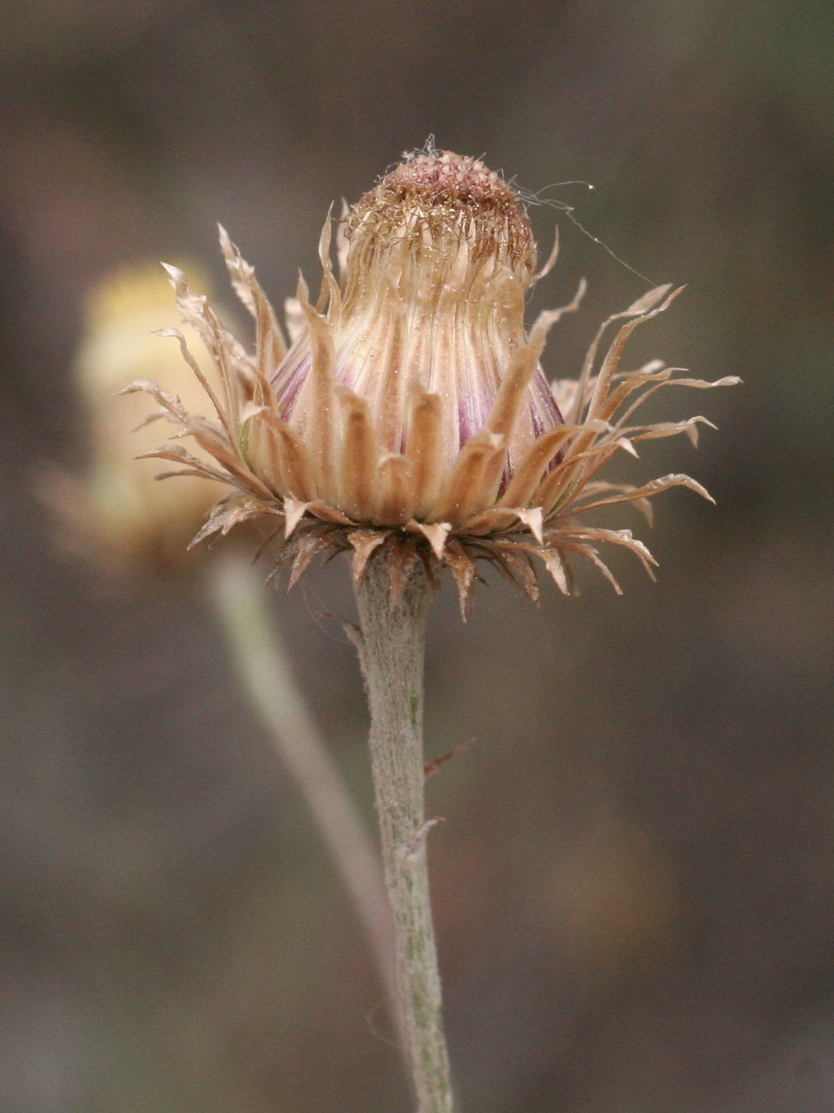 Afficher le média phagnalon_saxatile3md phagnalon_saxatile3md