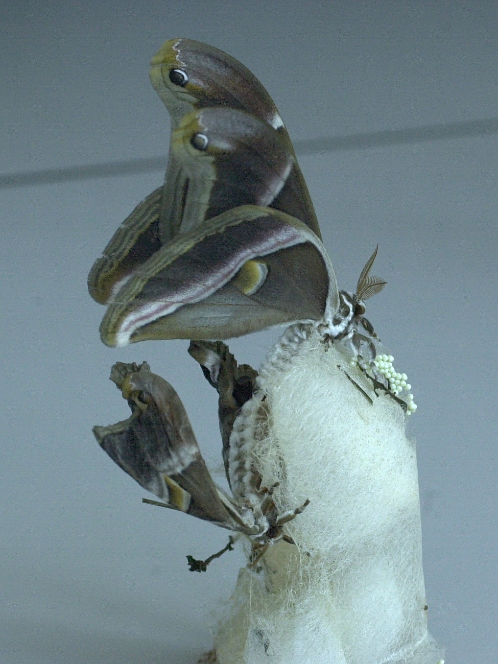 philosamia_ricini3md