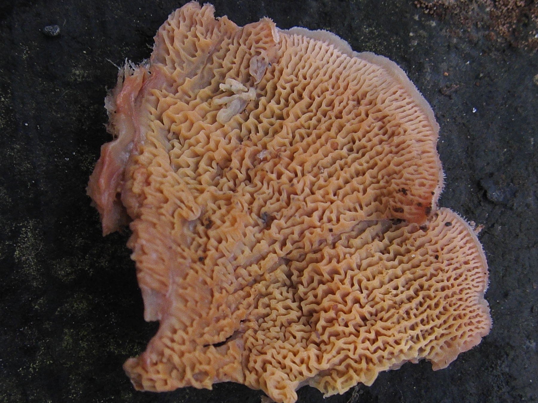 phlebia_tremellosa8bd