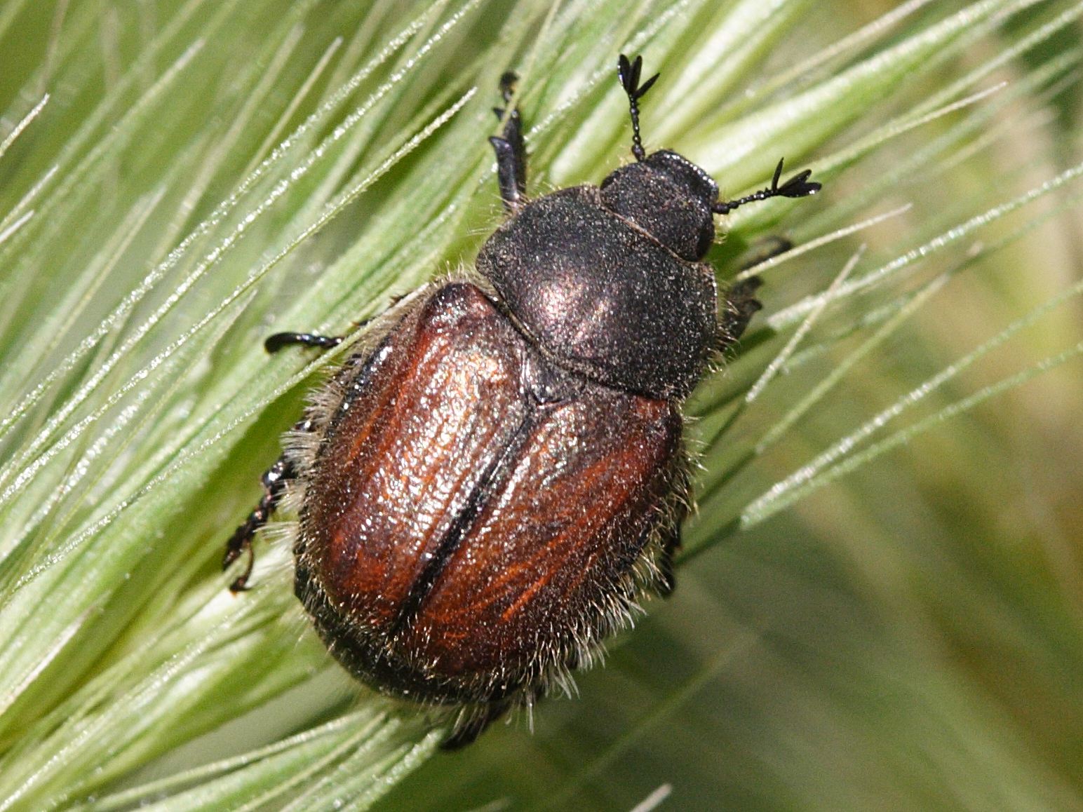 Afficher le média phyllopertha_horticola5md phyllopertha_horticola5md