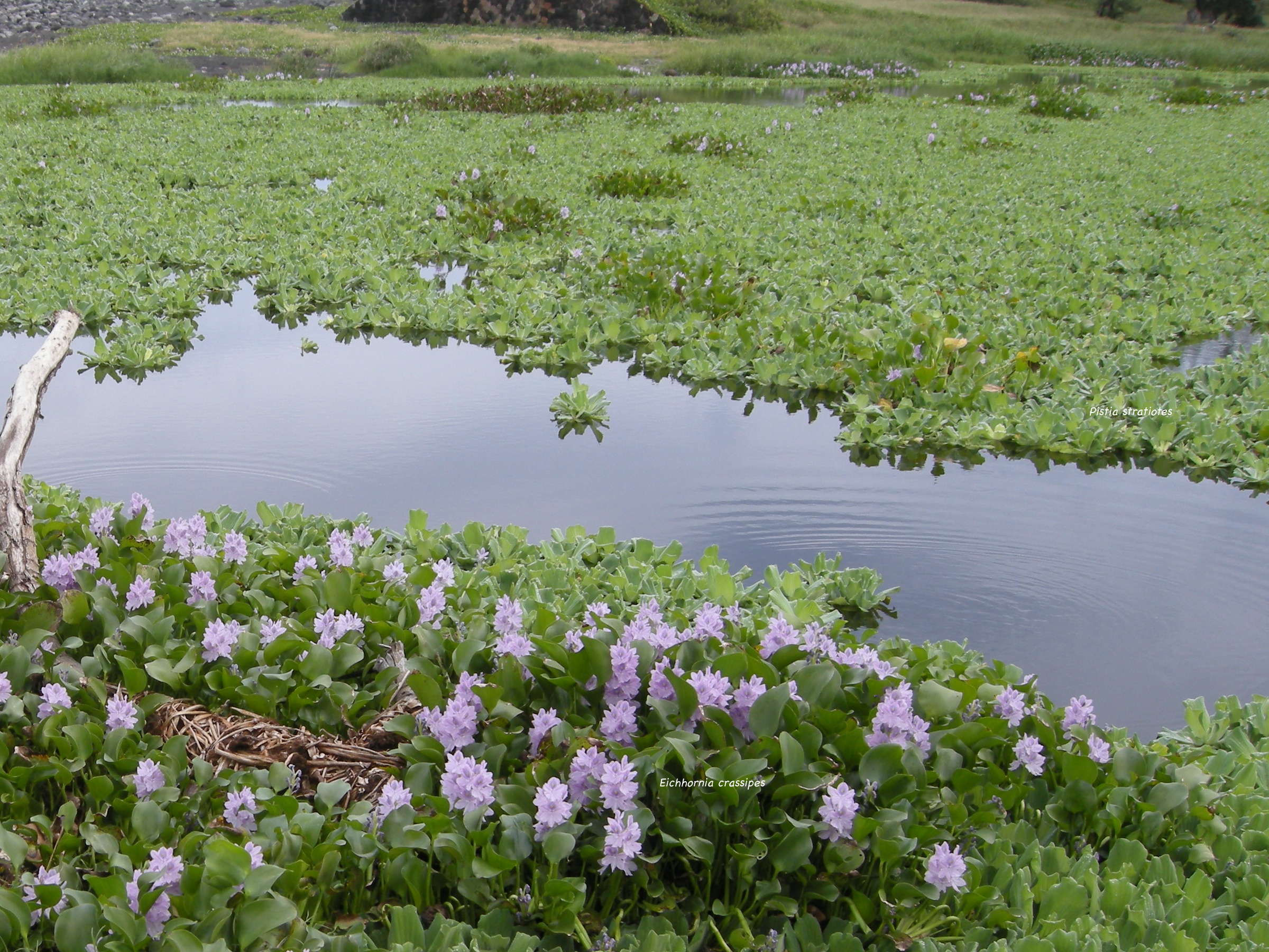 pistia_stratiotes4md