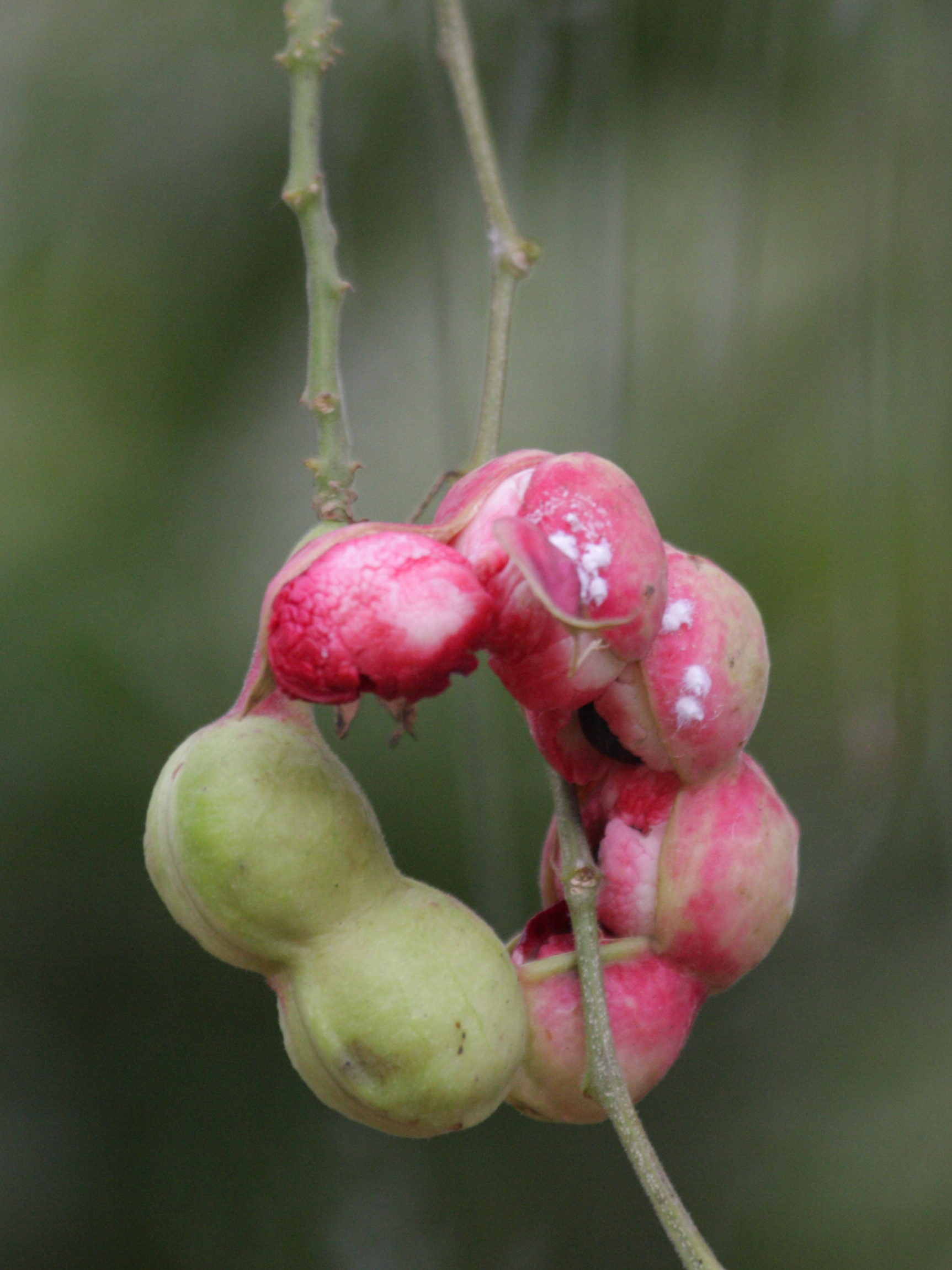 Afficher le média pithecellobium_dulce6bd pithecellobium_dulce6bd