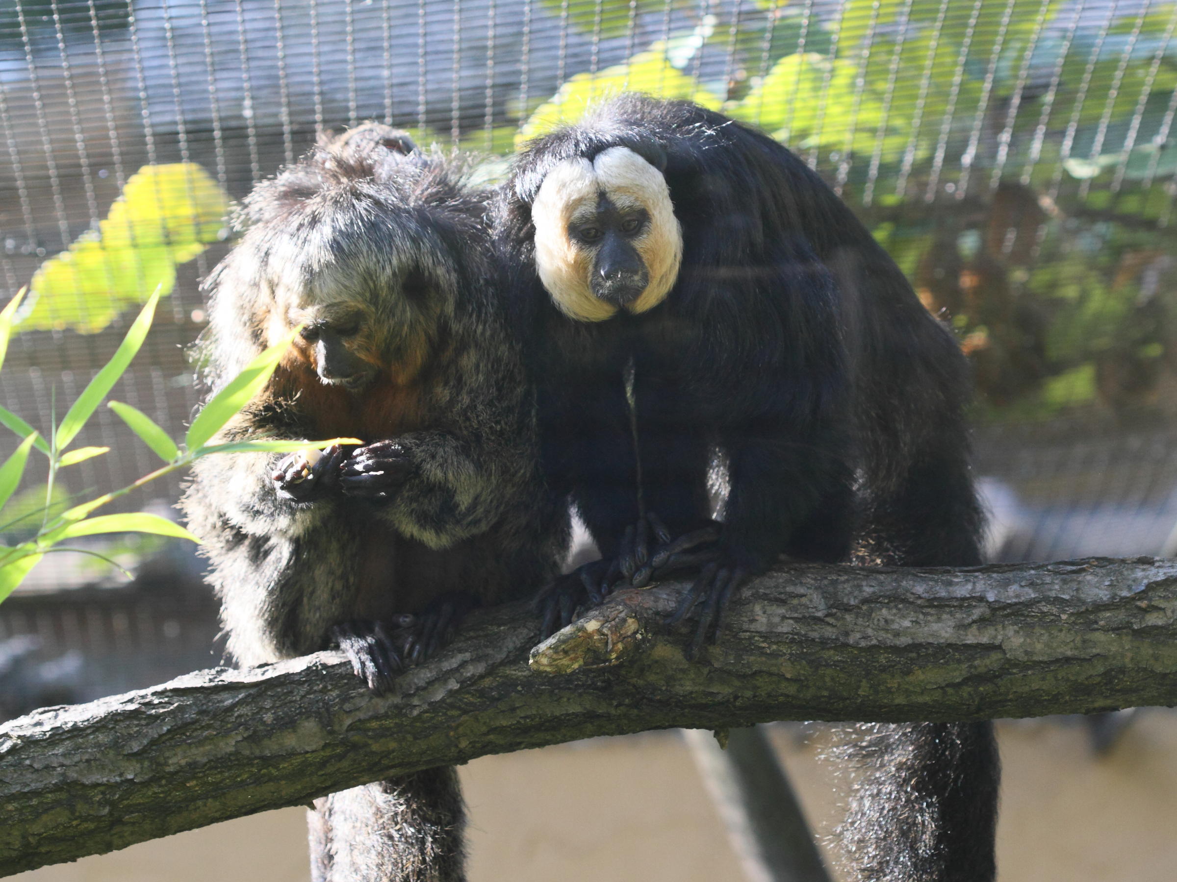 pithecia_pithecia1bd