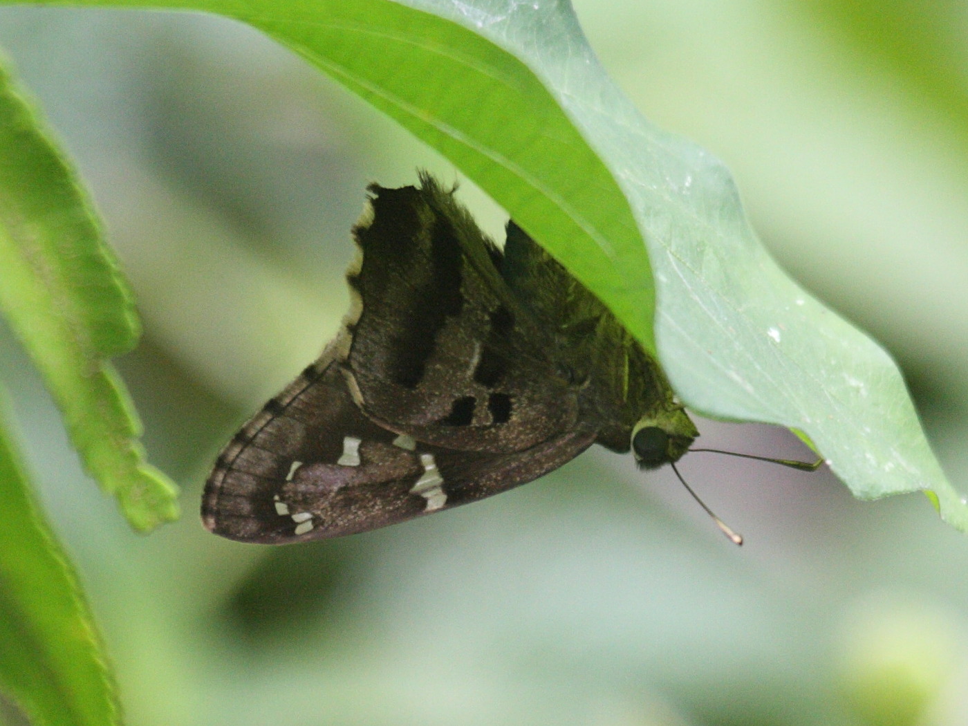 Afficher le média polygonus_savigny_punctus3bd polygonus_savigny_punctus3bd