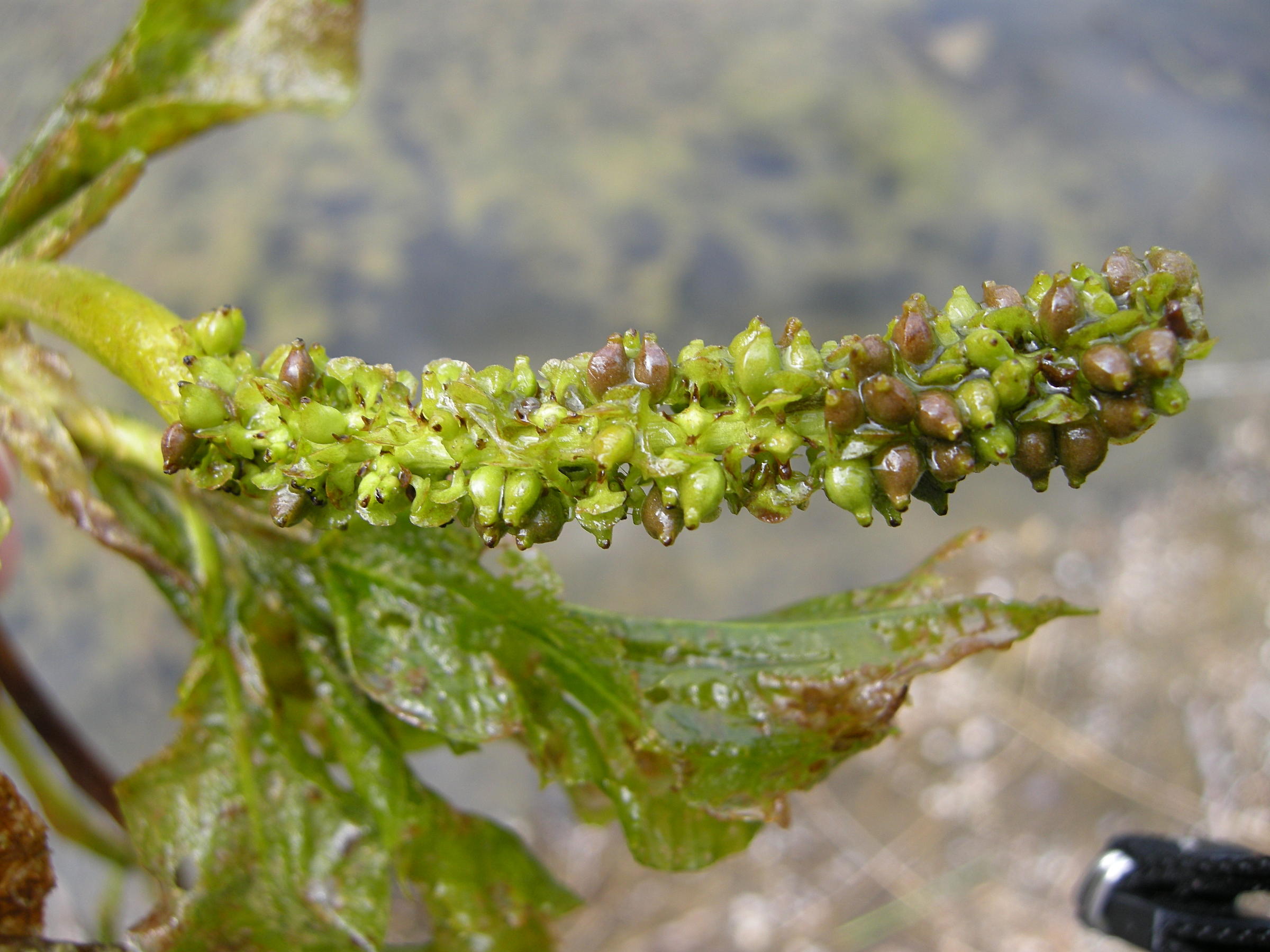 potamogeton_lucens2md