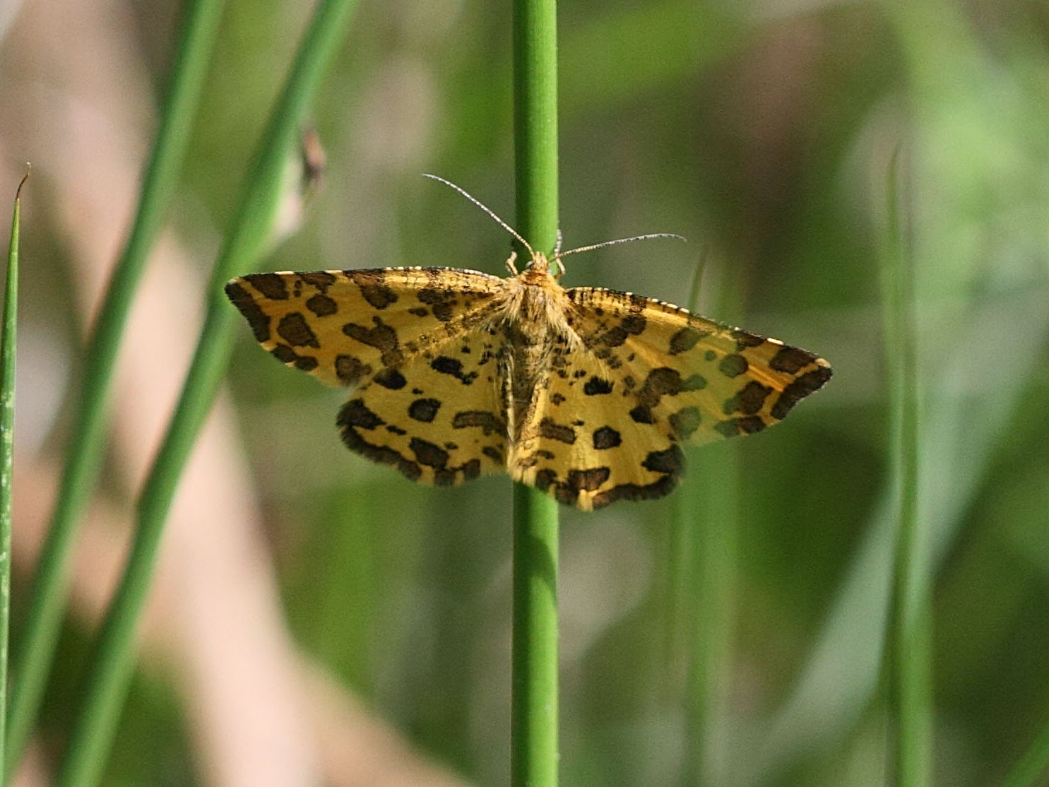 pseudopanthera_macularia1bd