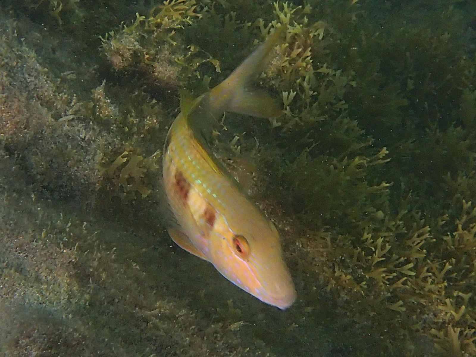 pseudupeneus_maculatus1sd