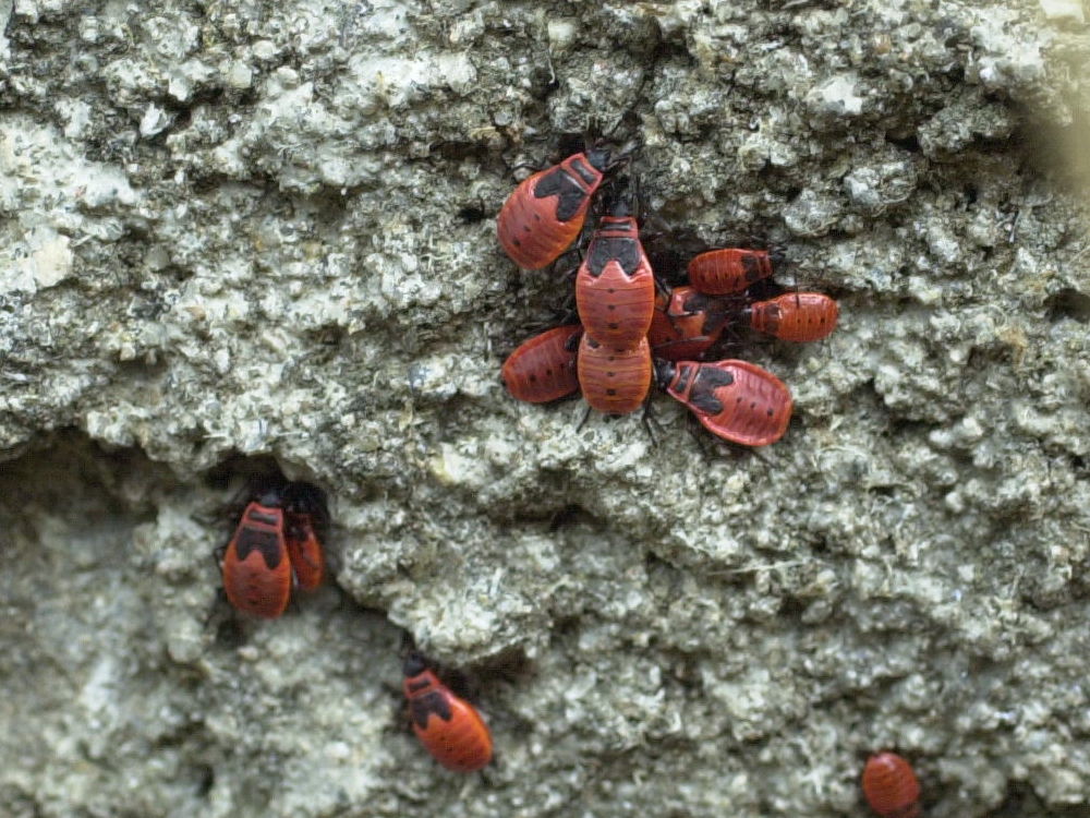 pyrrhocoris_apterus3md