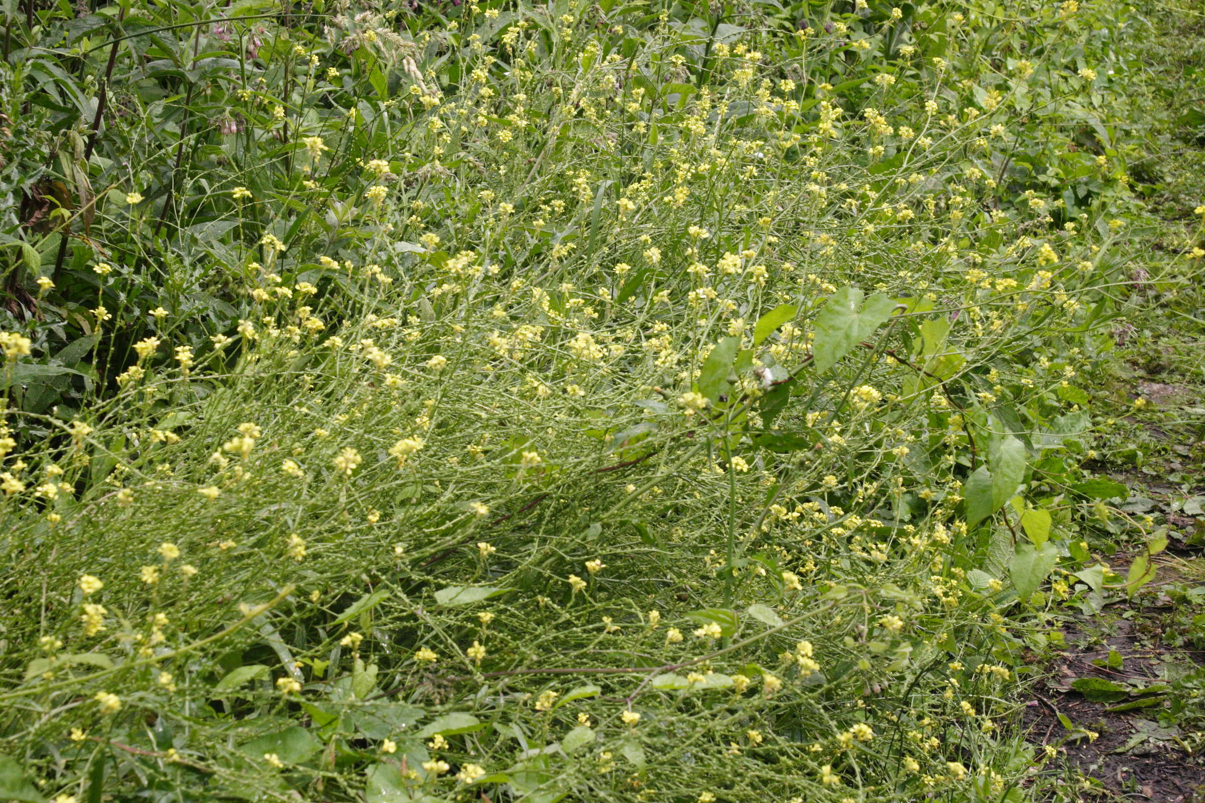 rapistrum_rugosum1md