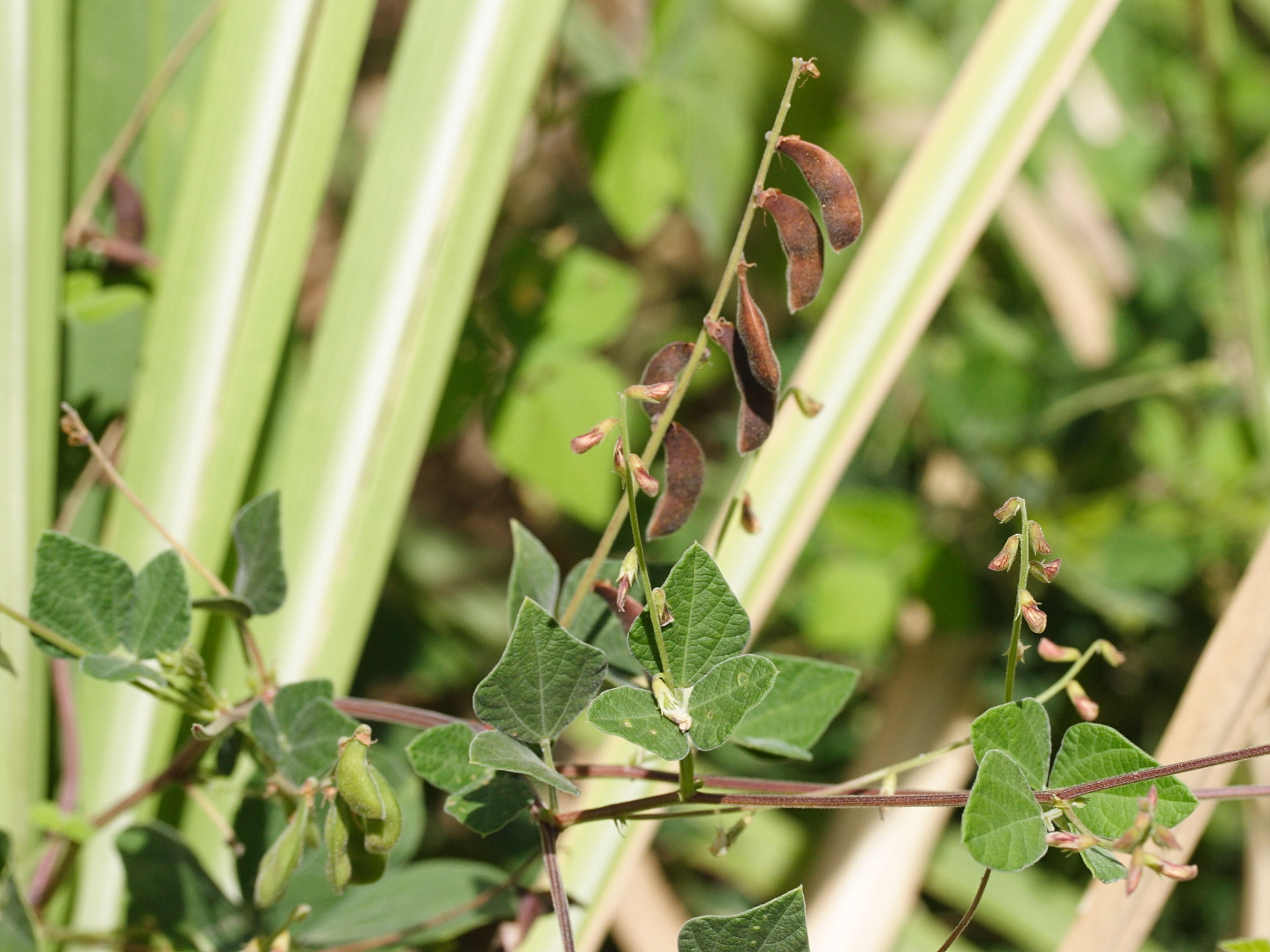 rhynchosia_minima1md