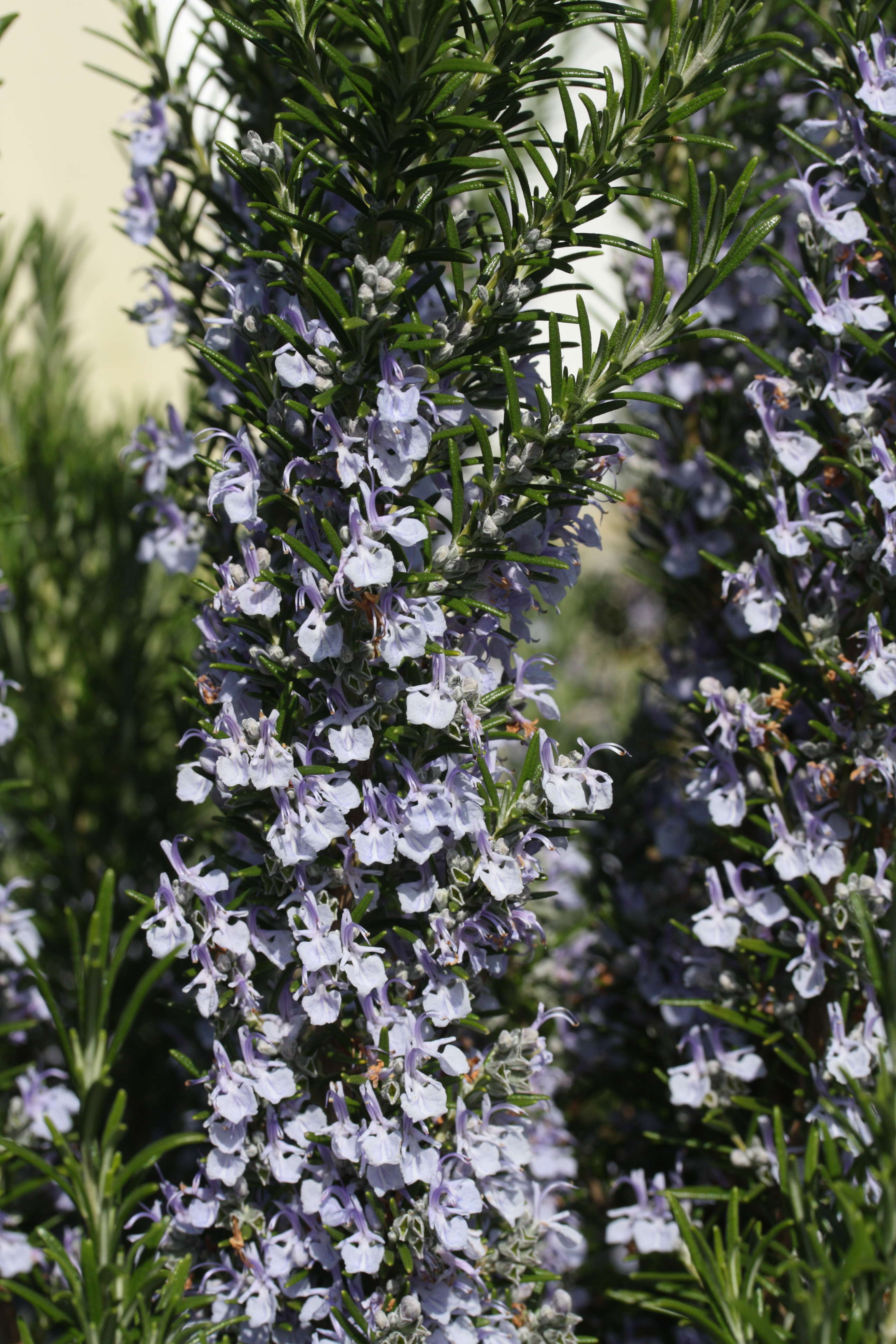 rosmarinus_officinalis4md