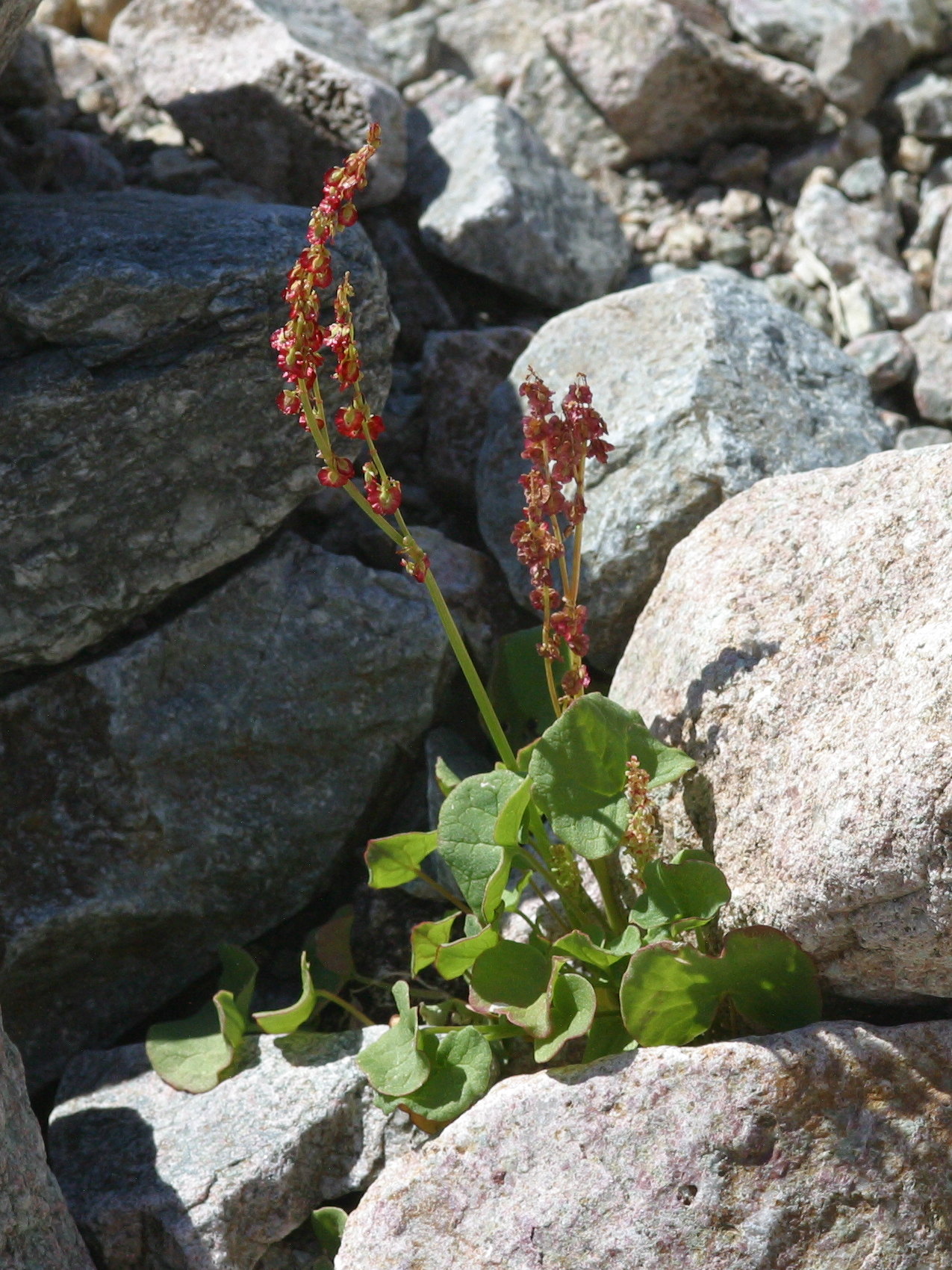rumex_scutatus1bmd