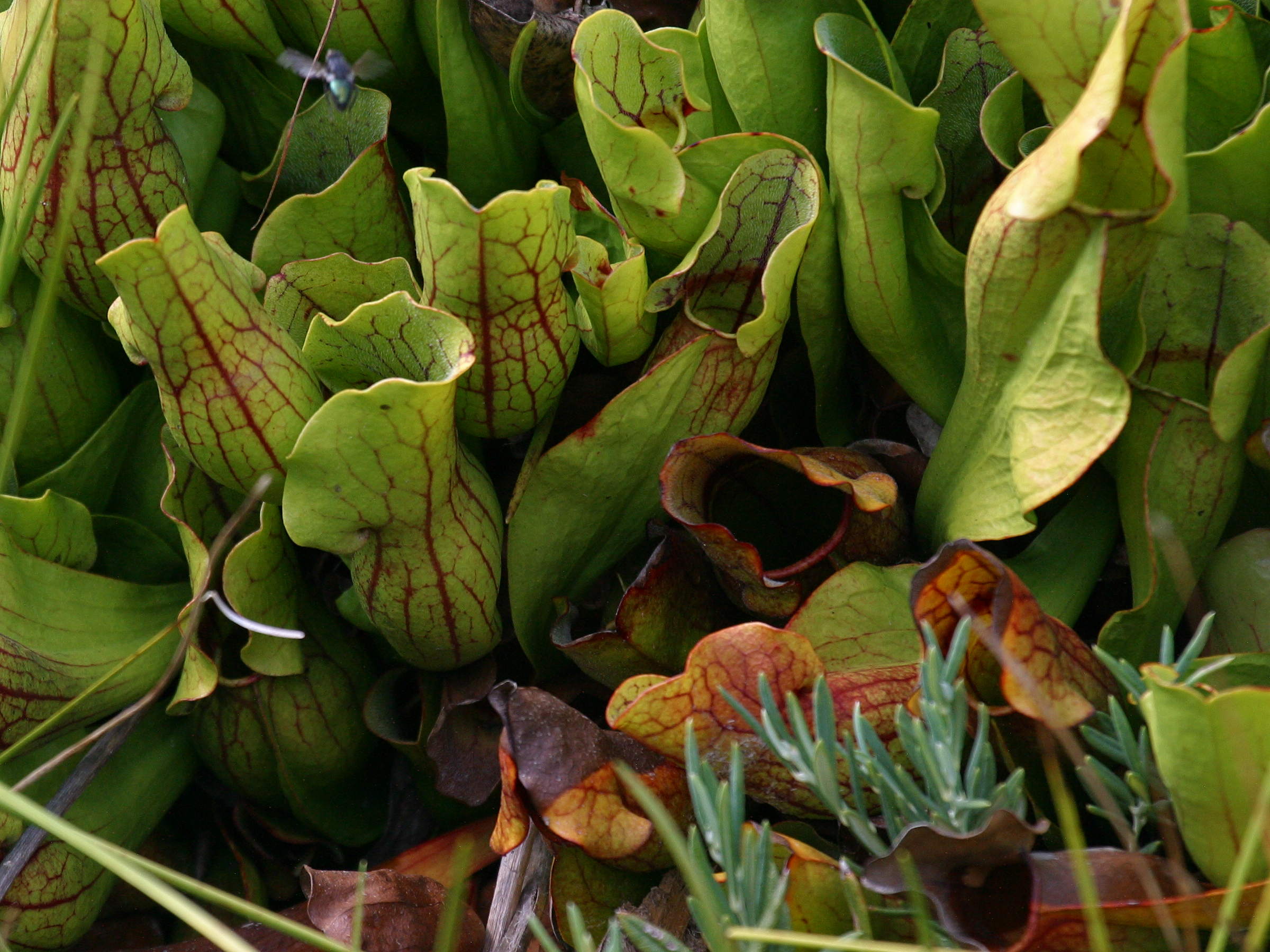 Afficher le média Sarracenia_purpurea Sarracenia_purpurea