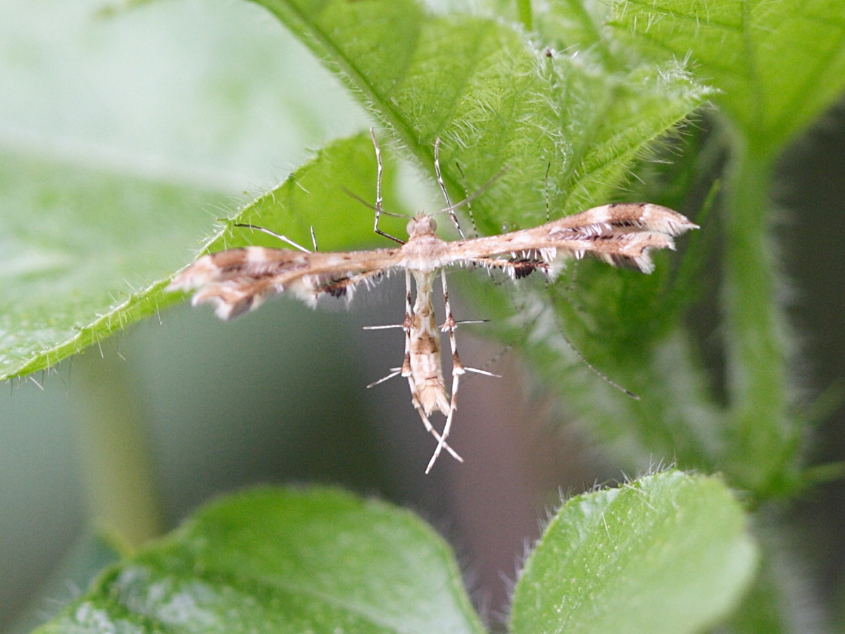 Afficher le média sphenarches_anisodactylus1bd sphenarches_anisodactylus1bd