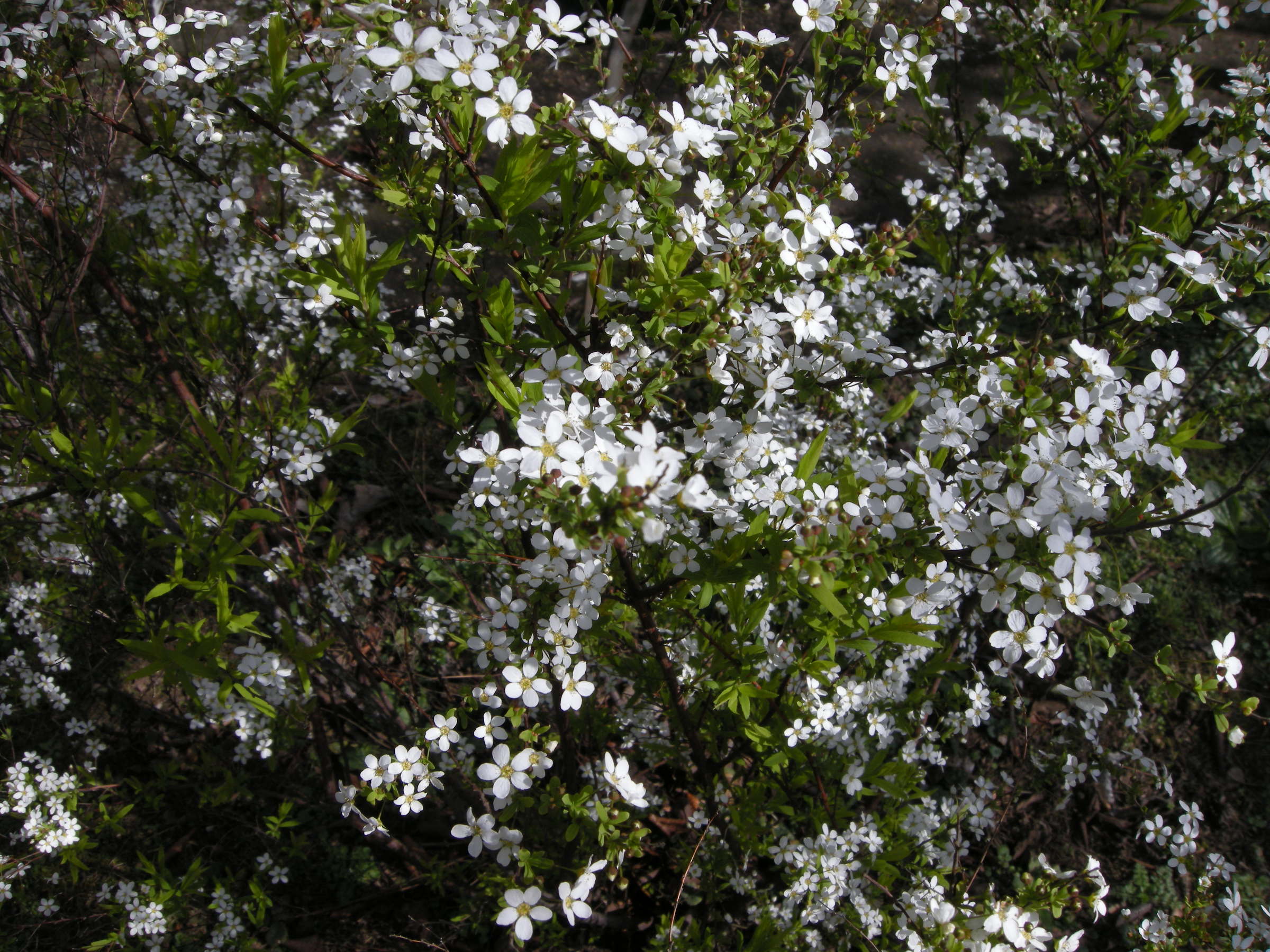 spiraea_thunbergi1md